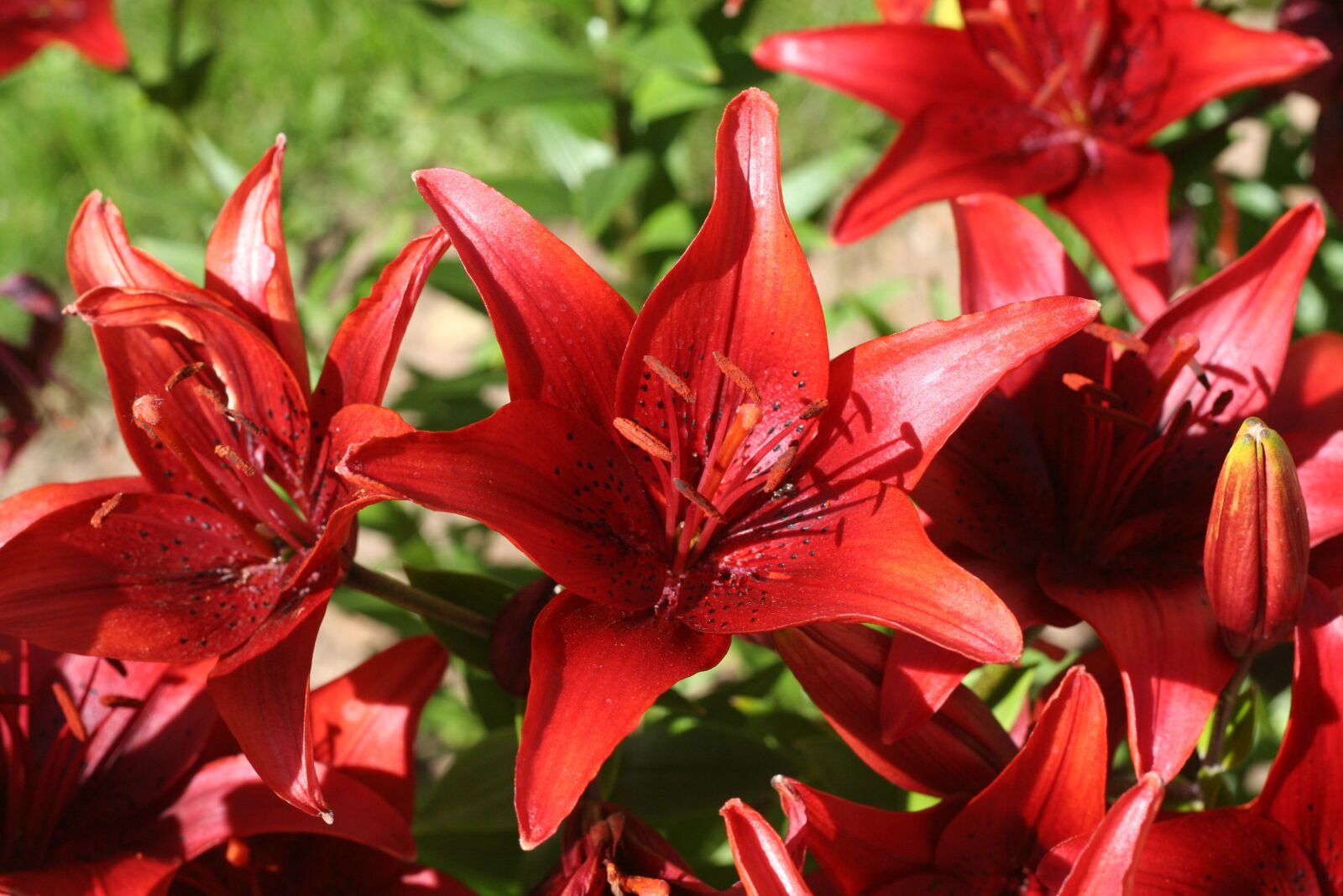 Canon EOS 350D (EOS Digital Rebel XT / EOS Kiss Digital N) sample photo. Flowers, lily, red photography