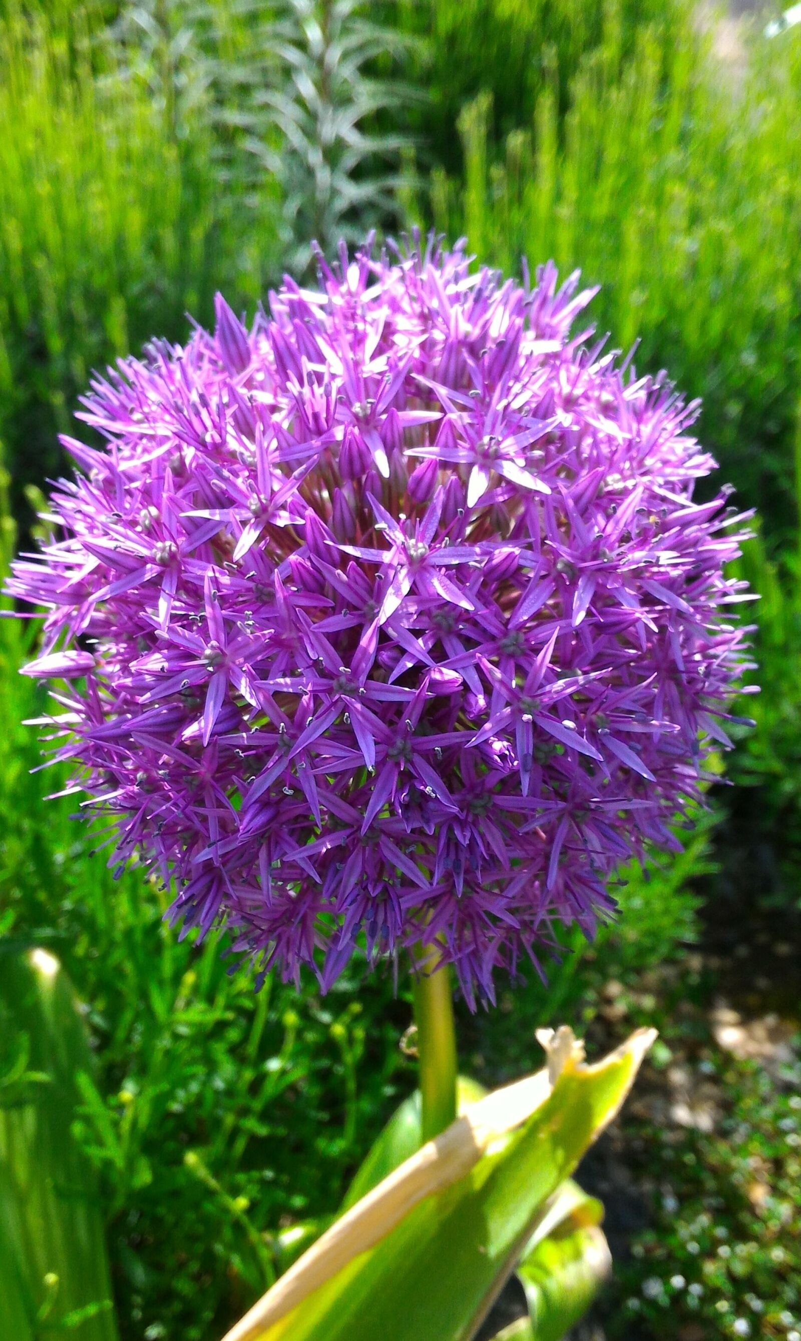 ASUS ZenFone 2 (ZE551ML) sample photo. Garden, flower, bulb photography