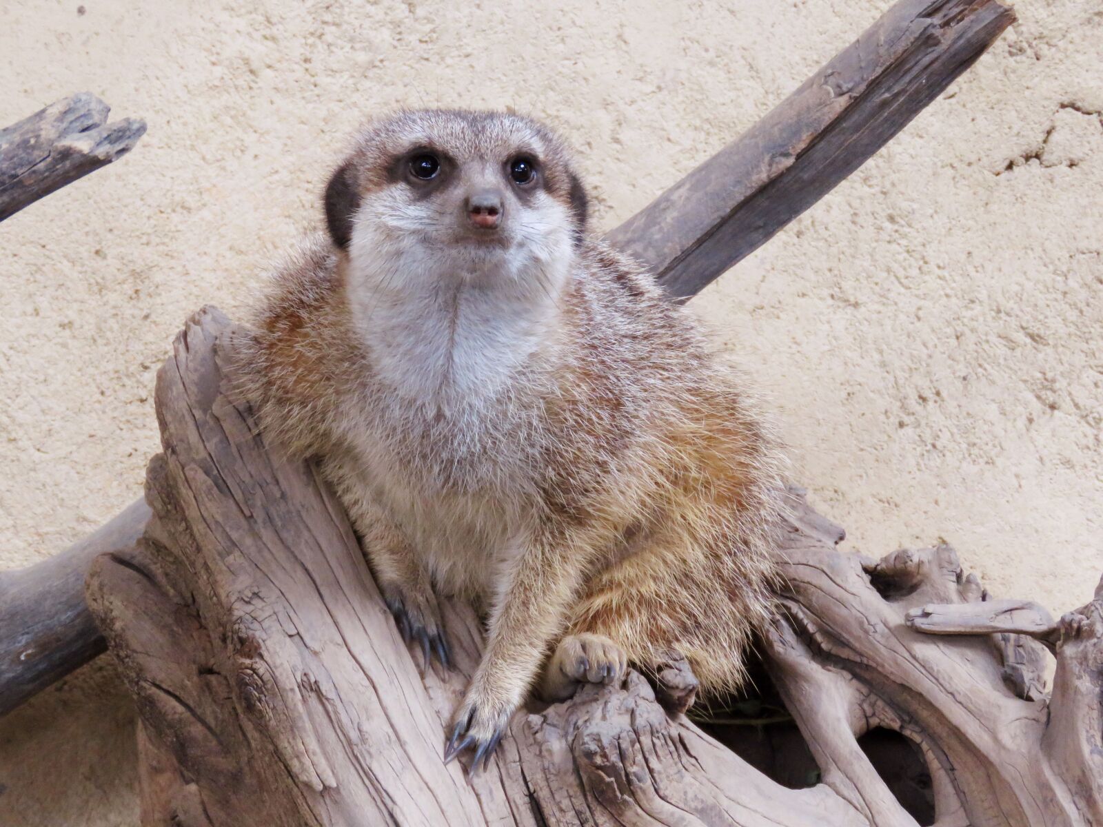 Canon PowerShot SX60 HS sample photo. Meerkat, mongoose, calgary zoo photography