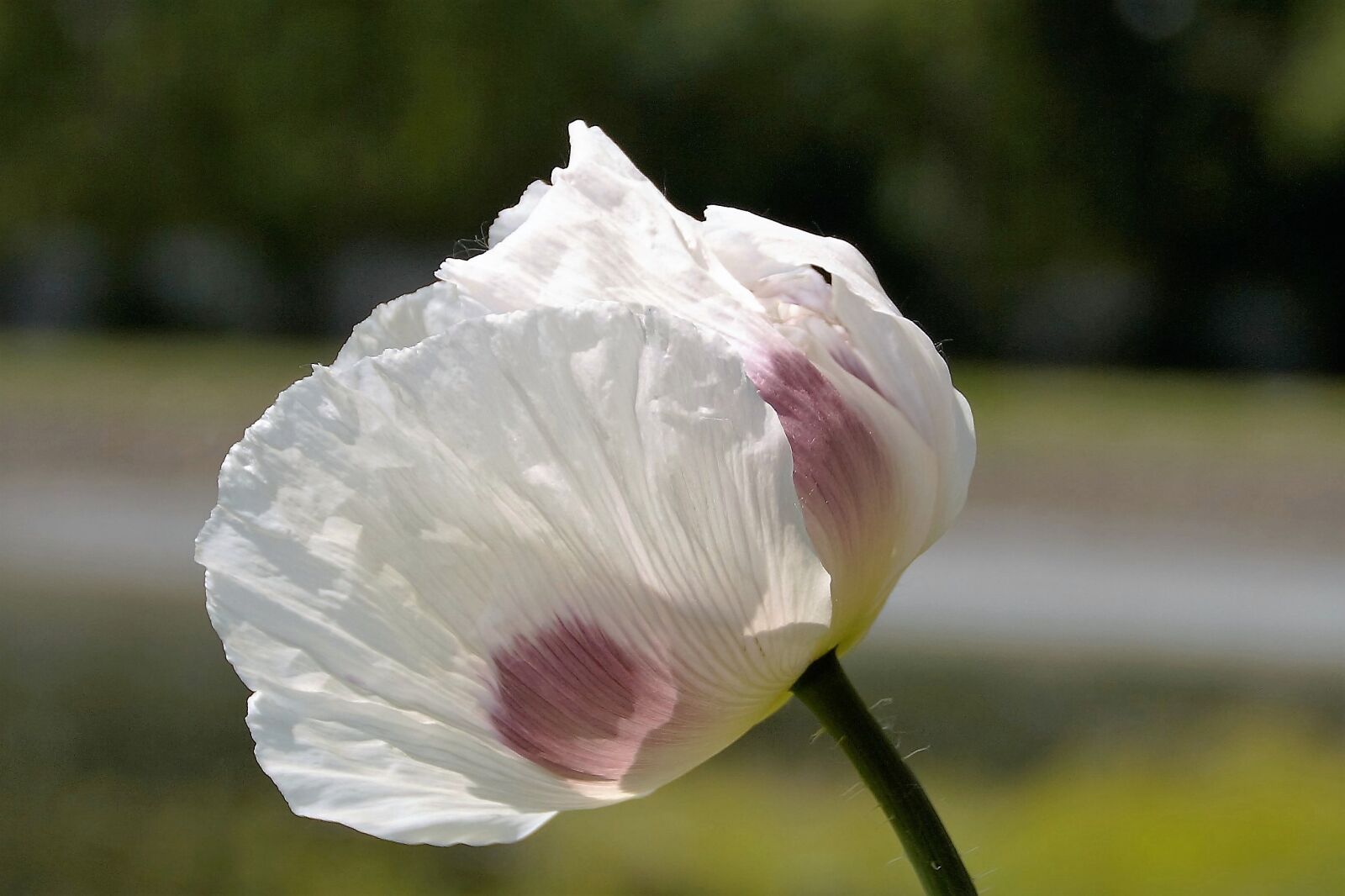 Sony SLT-A58 sample photo. Poppy, flower, plant photography