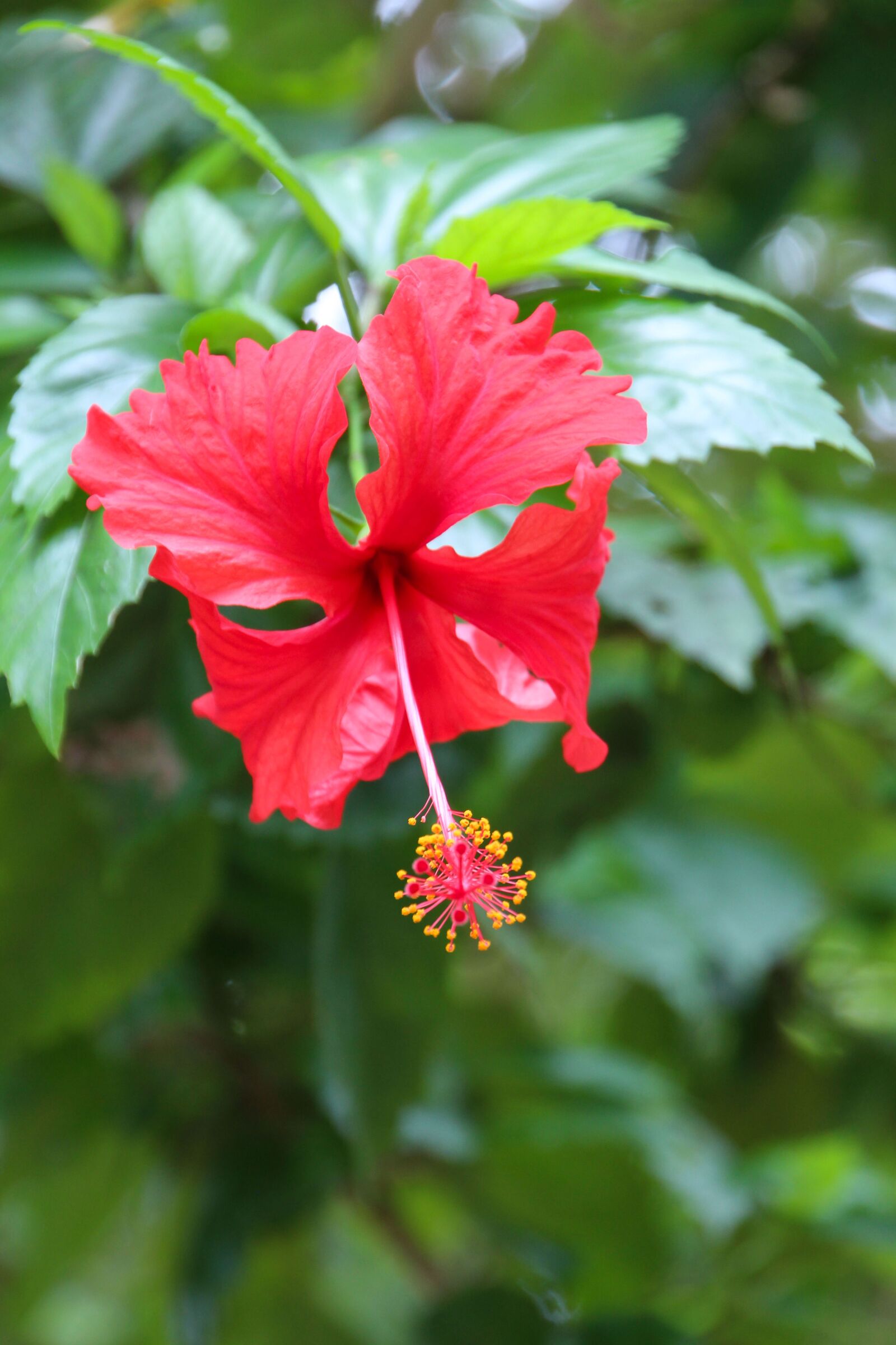 Canon EOS 700D (EOS Rebel T5i / EOS Kiss X7i) sample photo. Blossom, bloom, red photography