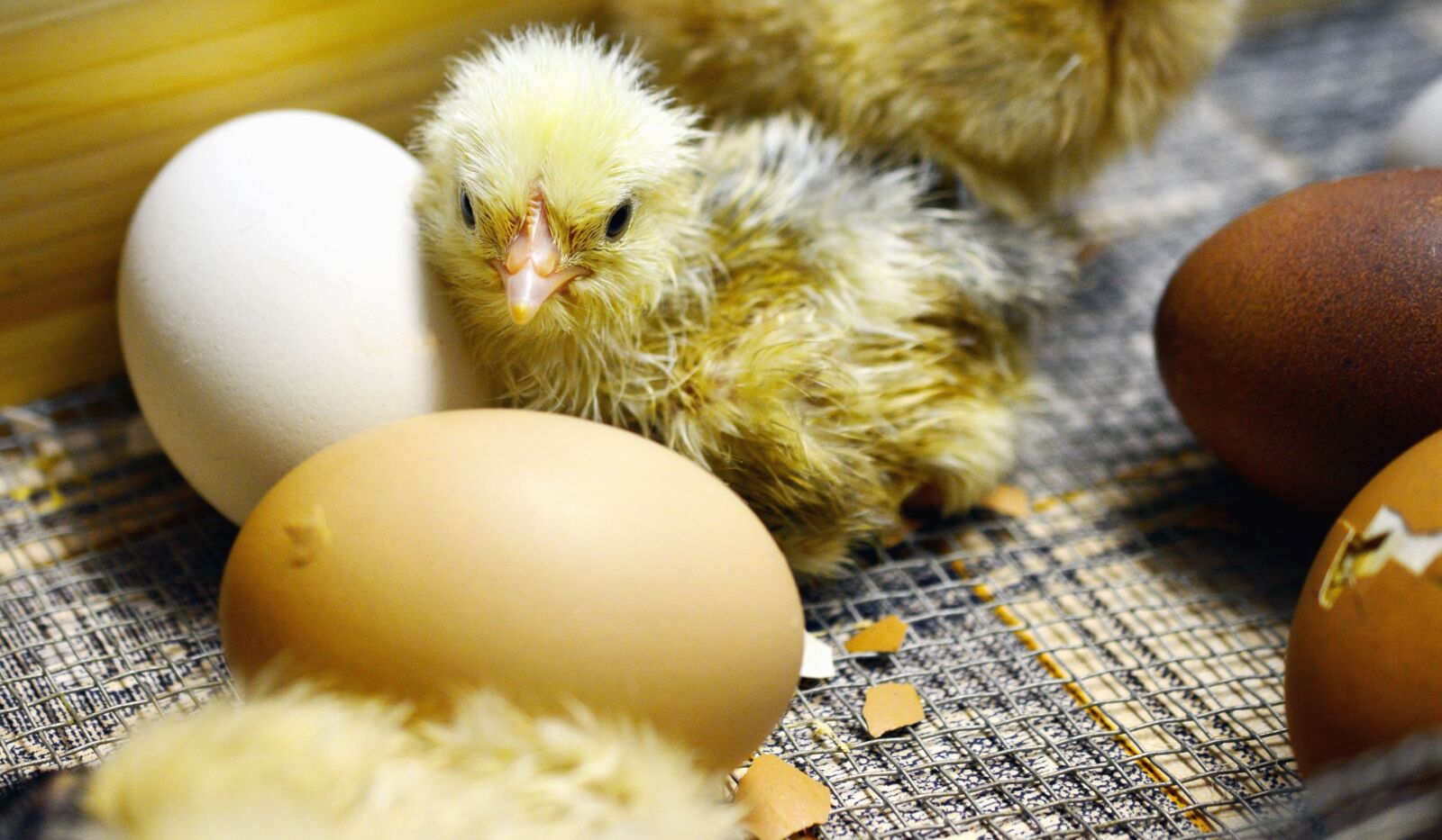 Nikon D5200 sample photo. Chicken, egg, poultry, feather photography