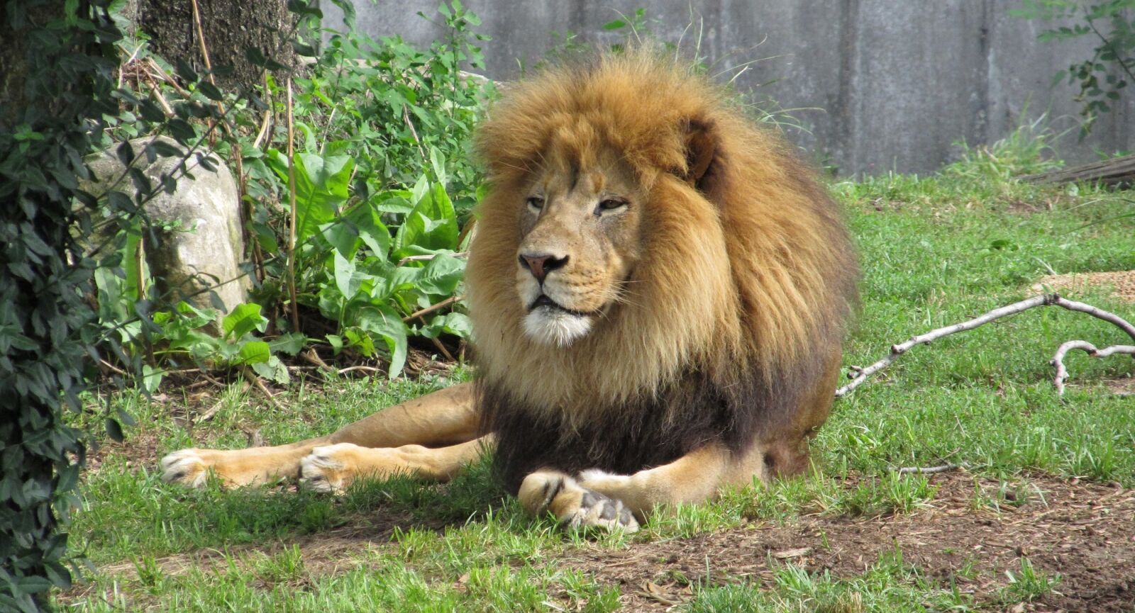 Canon PowerShot SX130 IS sample photo. Lion, feline, big cat photography