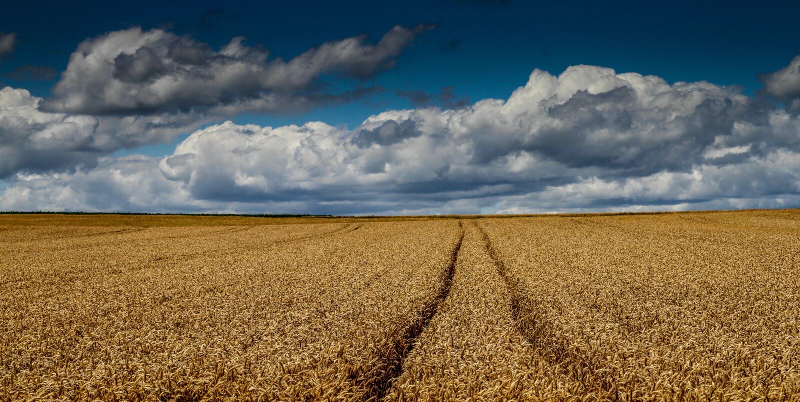 Canon EOS 7D sample photo. Cornfield, wheat field, harvest photography