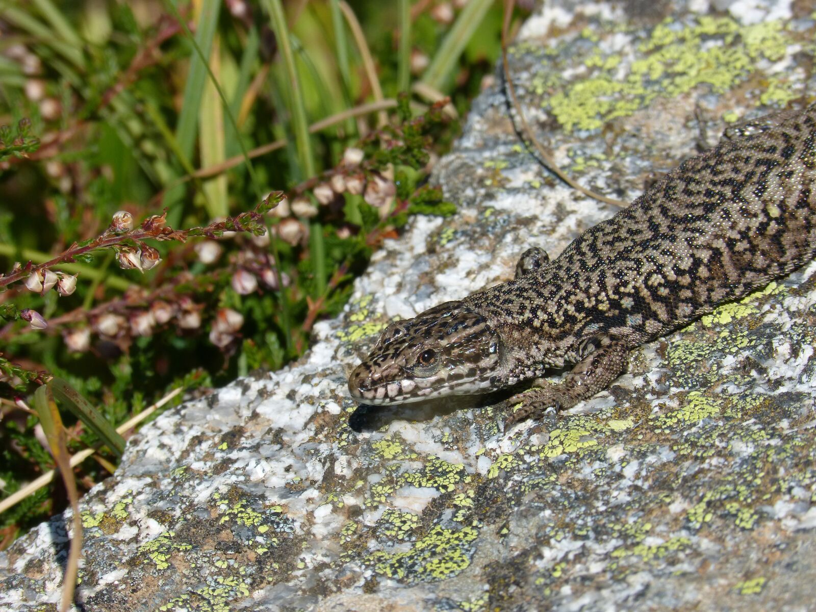 Panasonic DMC-FZ62 sample photo. Lizard iberian, rock, lichens photography