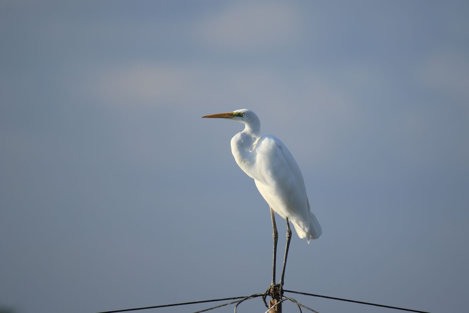Canon EOS 7D Mark II sample photo. Bird, great egret, wildlife photography