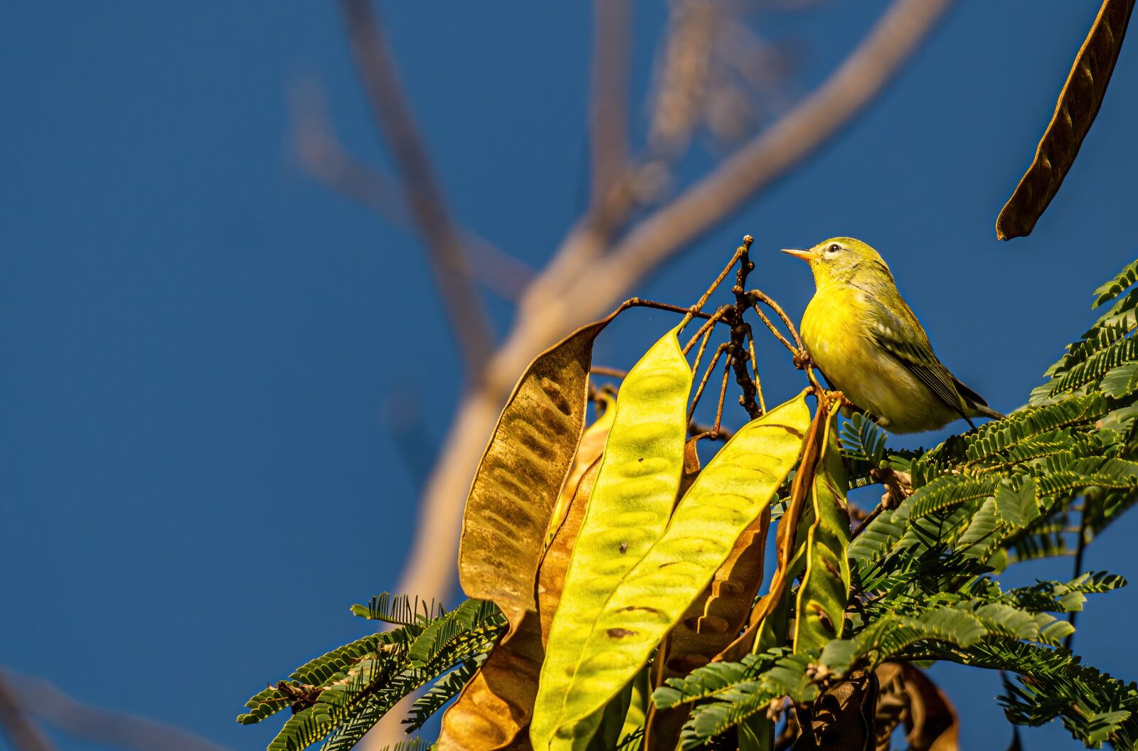 Sony a6400 sample photo. "Yellow warbler, warbler, pine" photography