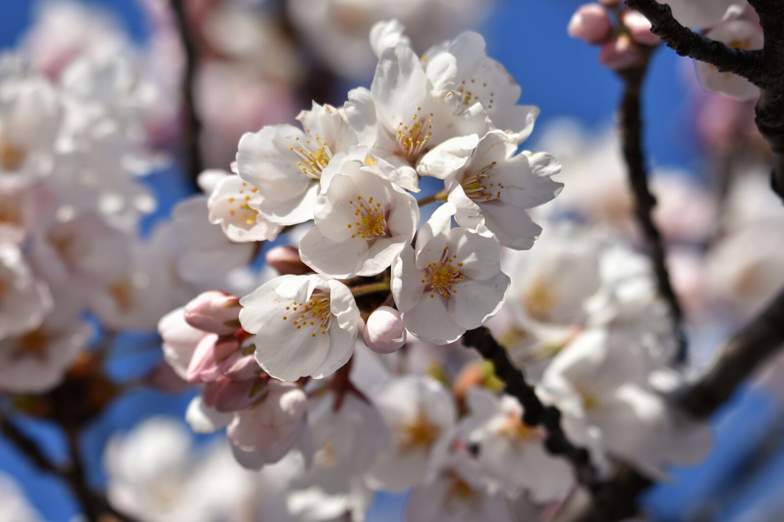 Nikon D7200 sample photo. Natural, landscape, plant photography