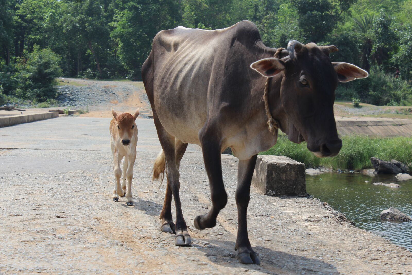 Canon EOS 700D (EOS Rebel T5i / EOS Kiss X7i) sample photo. Cow, calf, india photography
