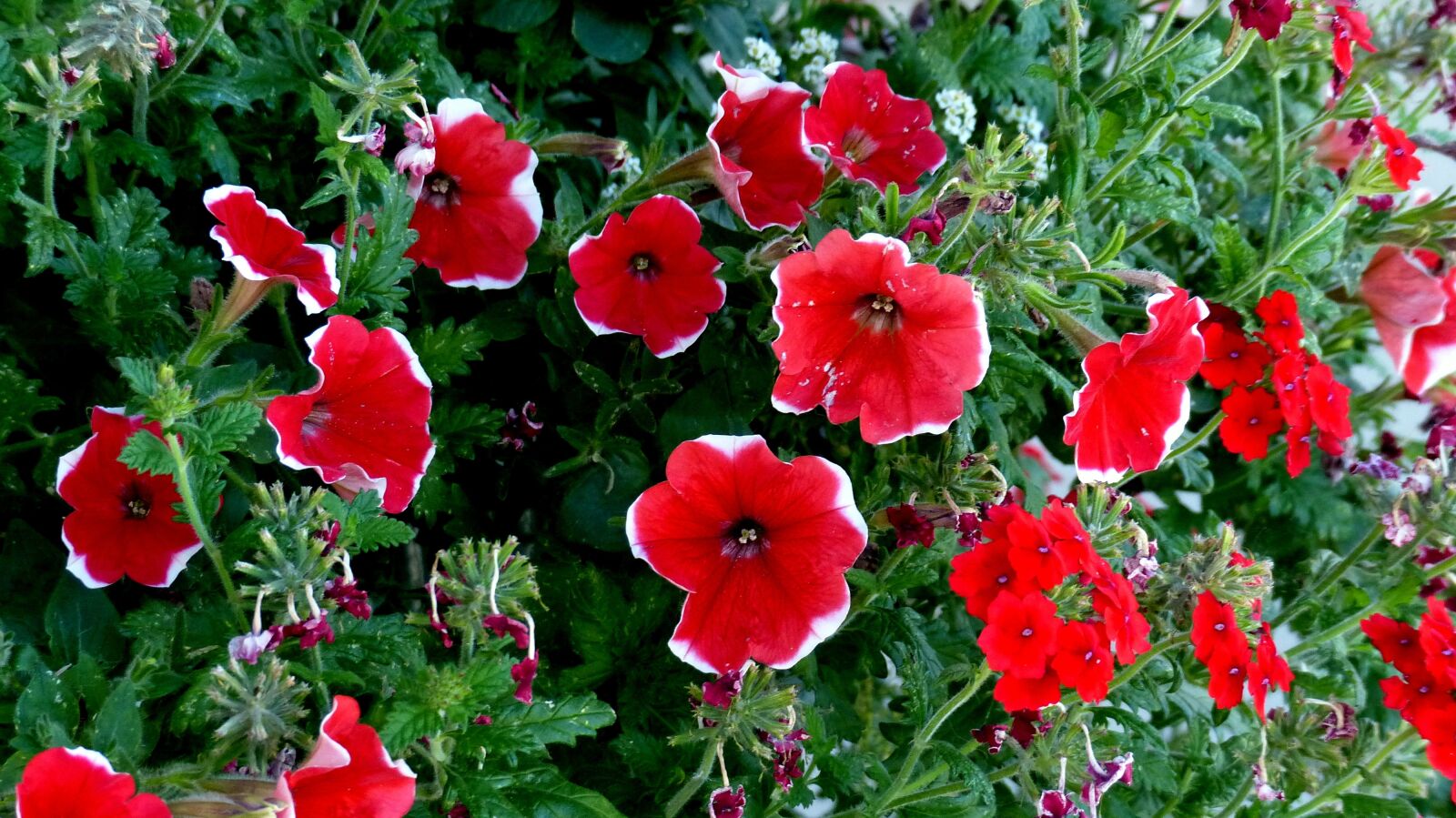 Panasonic Lumix DMC-FZ200 sample photo. Plants, flowers, summer photography
