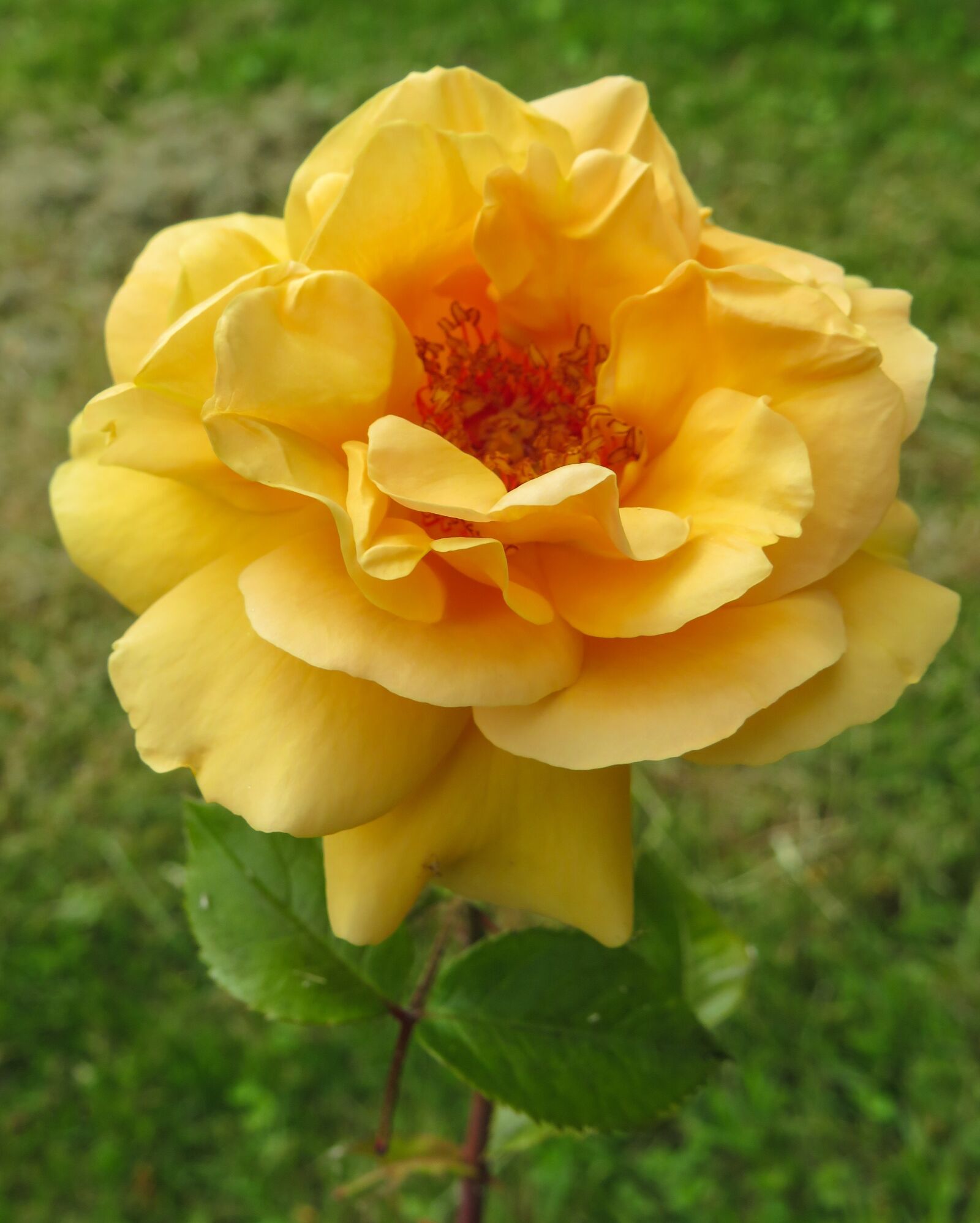 Canon PowerShot SX540 HS sample photo. Yellow, rose, joy photography