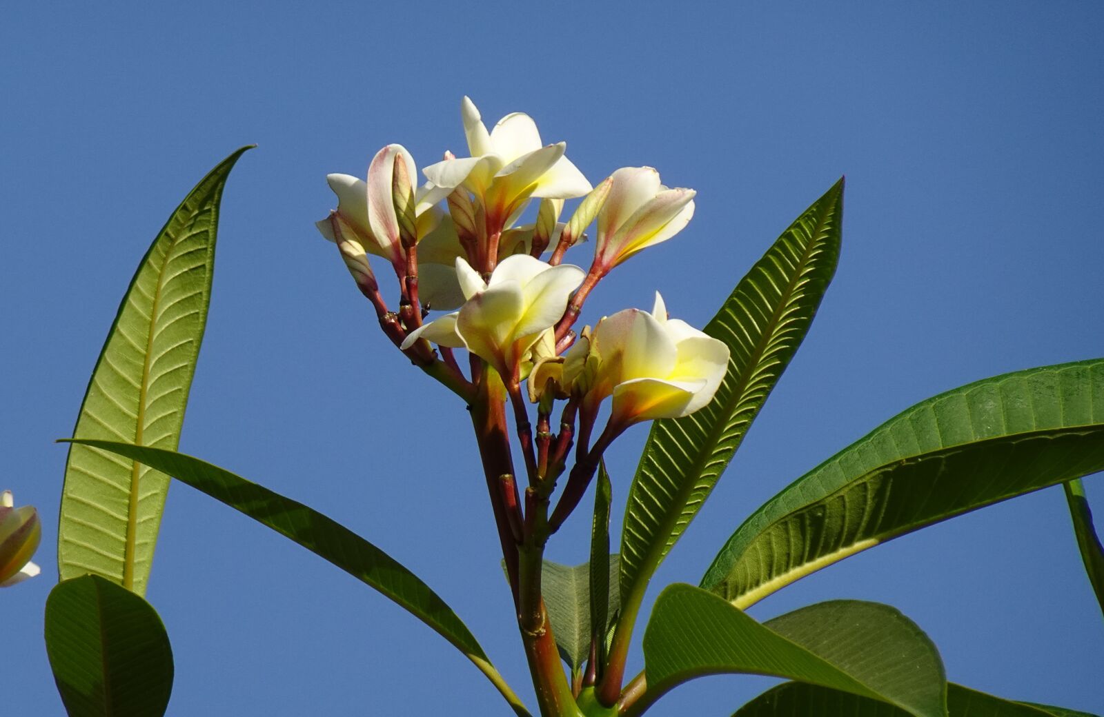 Sony DSC-WX800 sample photo. Flower, plumeria, frangipani photography