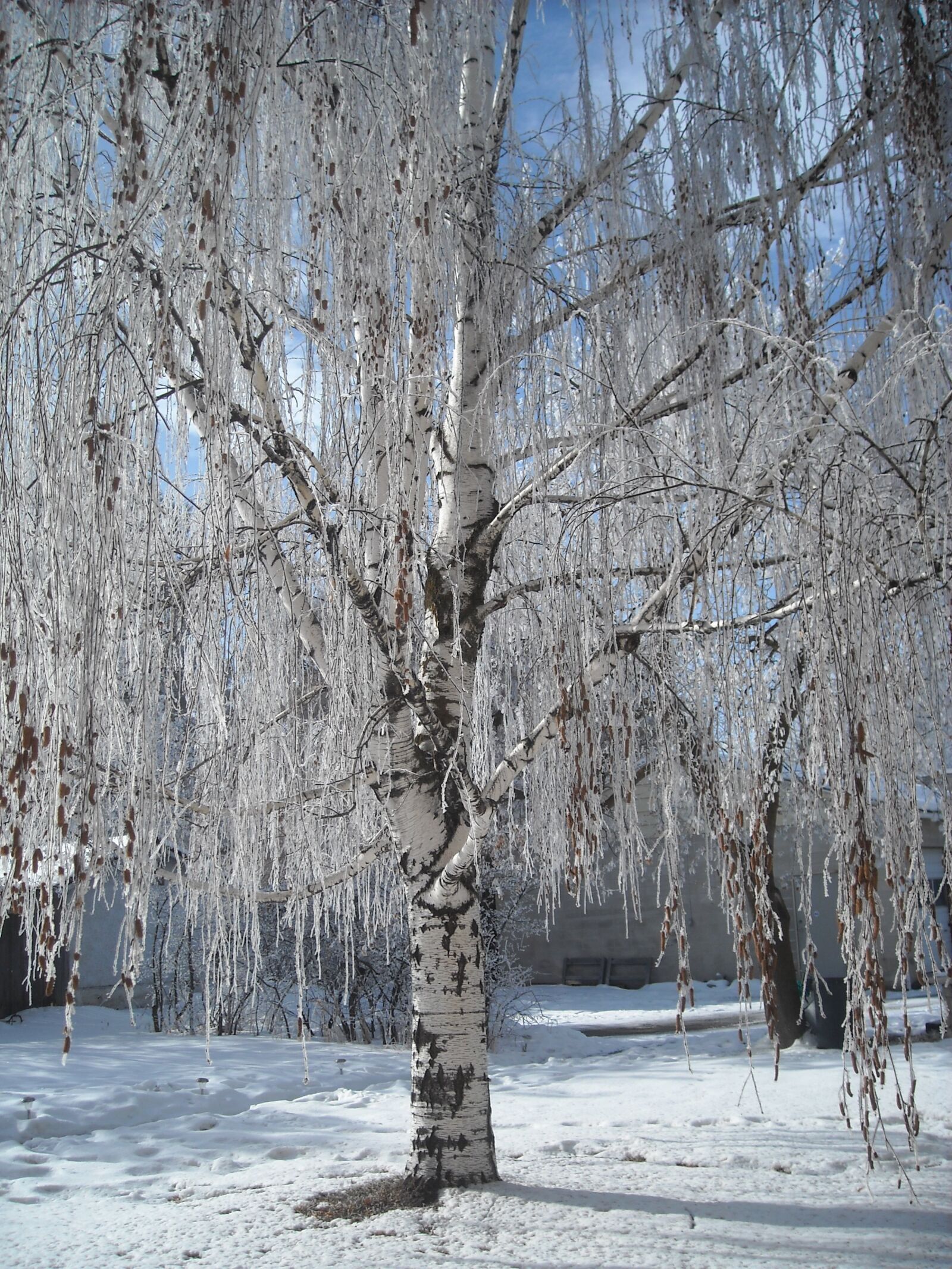 Nikon Coolpix L18 sample photo. Ice, winter tree, landscape photography