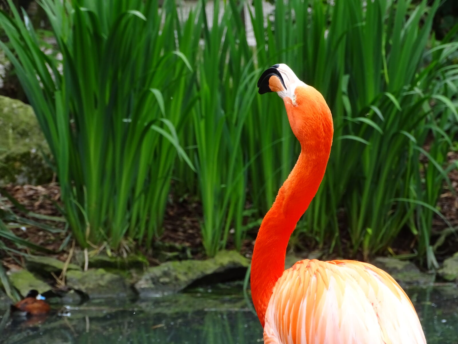 Sony Cyber-shot DSC-HX400V sample photo. Animal, animals, flamingo, zoo photography