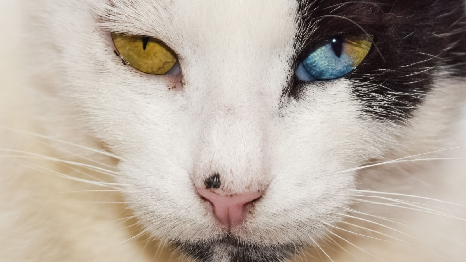 Nikon D3300 sample photo. Eyes, strange, cat photography