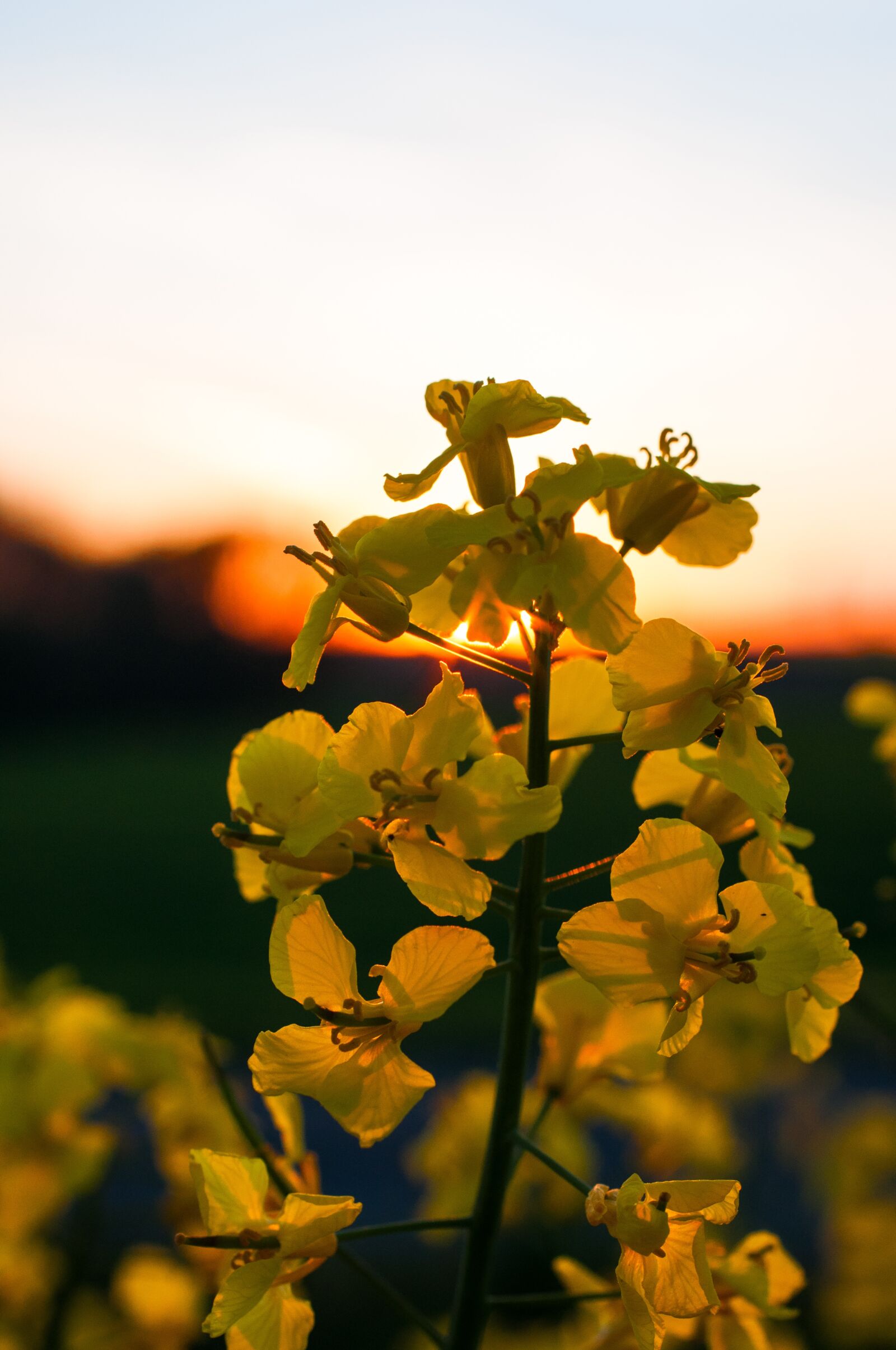 Nikon D90 sample photo. Oilseed rape, rape blossom photography