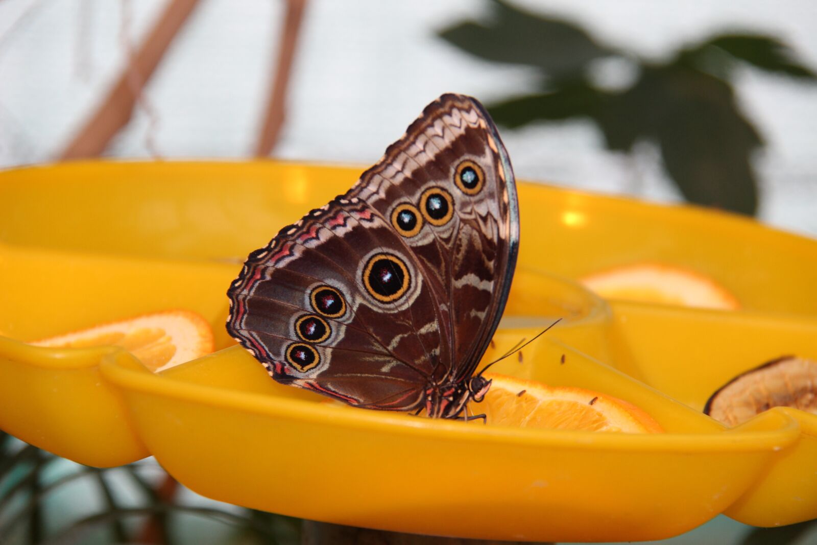 Canon EF-S 18-200mm F3.5-5.6 IS sample photo. Butterfly, wings, insect photography