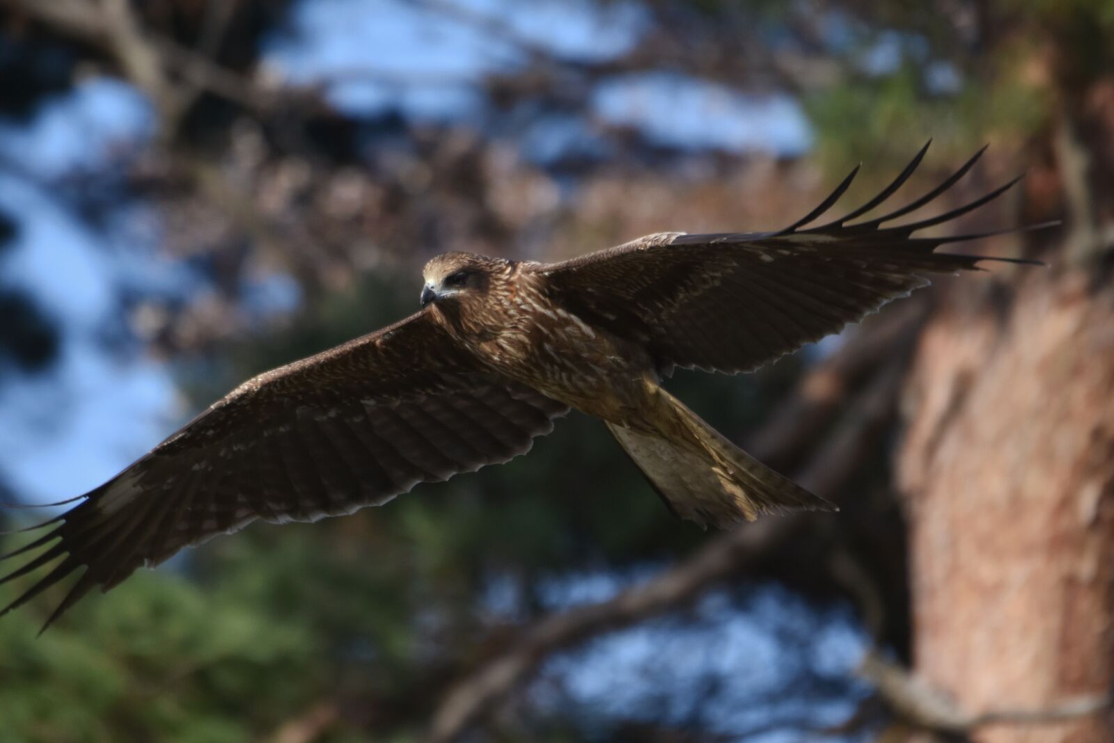 Nikon D7200 sample photo. Animal, wood, bird photography