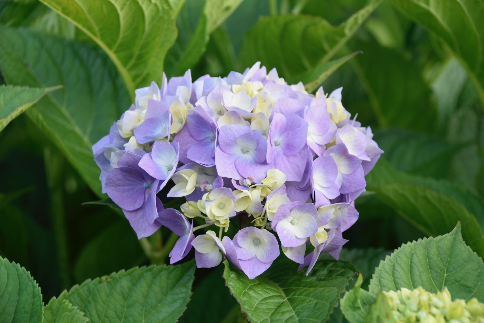 Nikon D5600 sample photo. Flower, flower hydrangea, plant photography