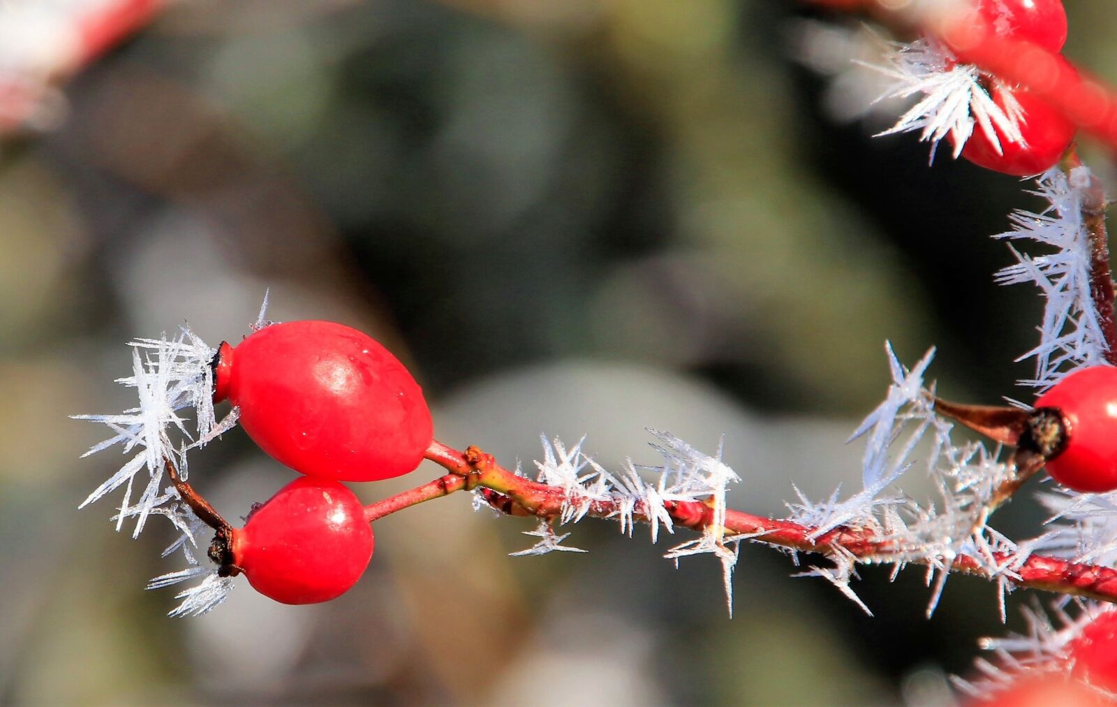 Canon EOS 7D Mark II sample photo. Hoarfrost, rose hip, winter photography