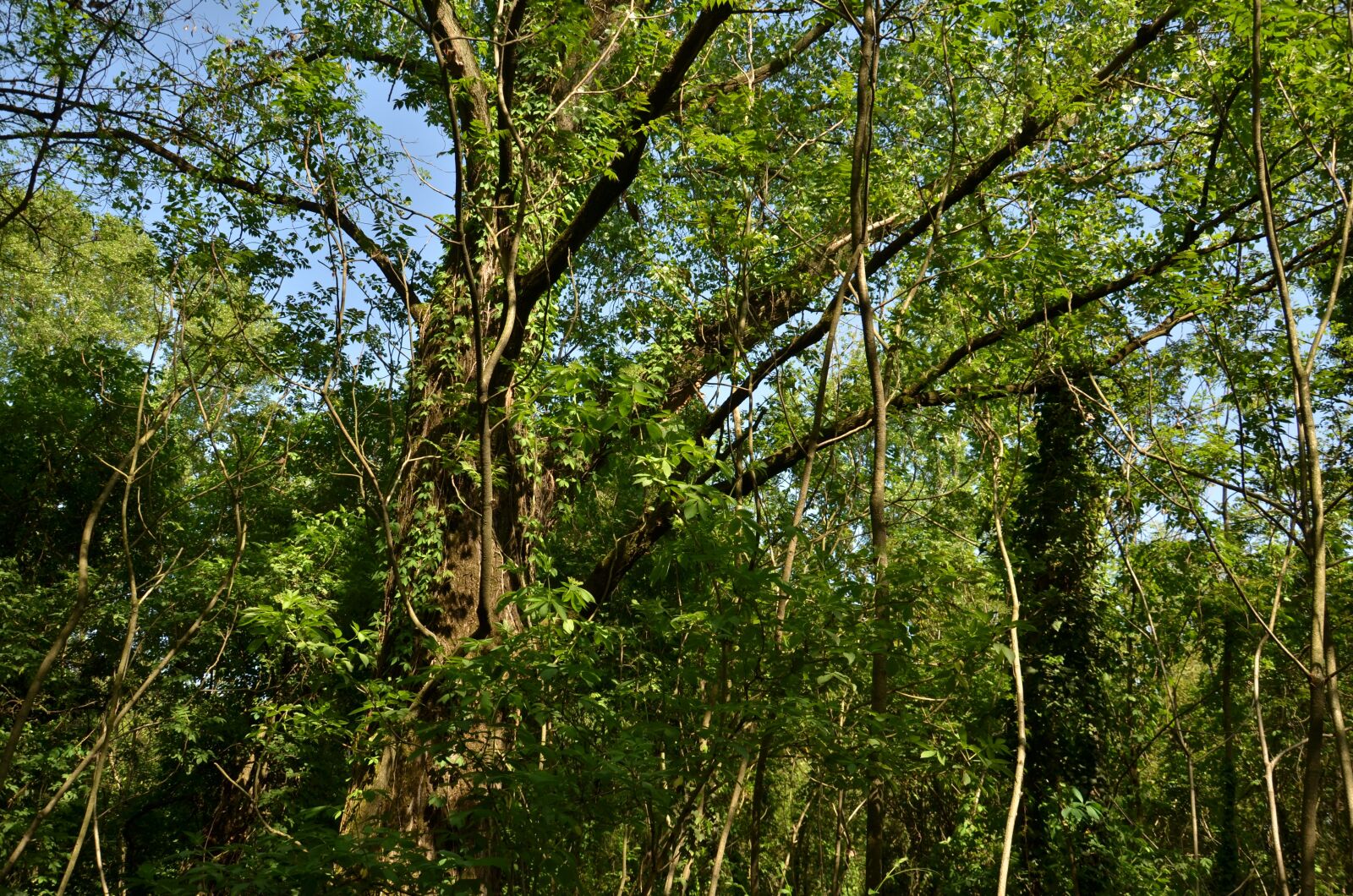 Nikon D7000 sample photo. Nature, wood, tree photography