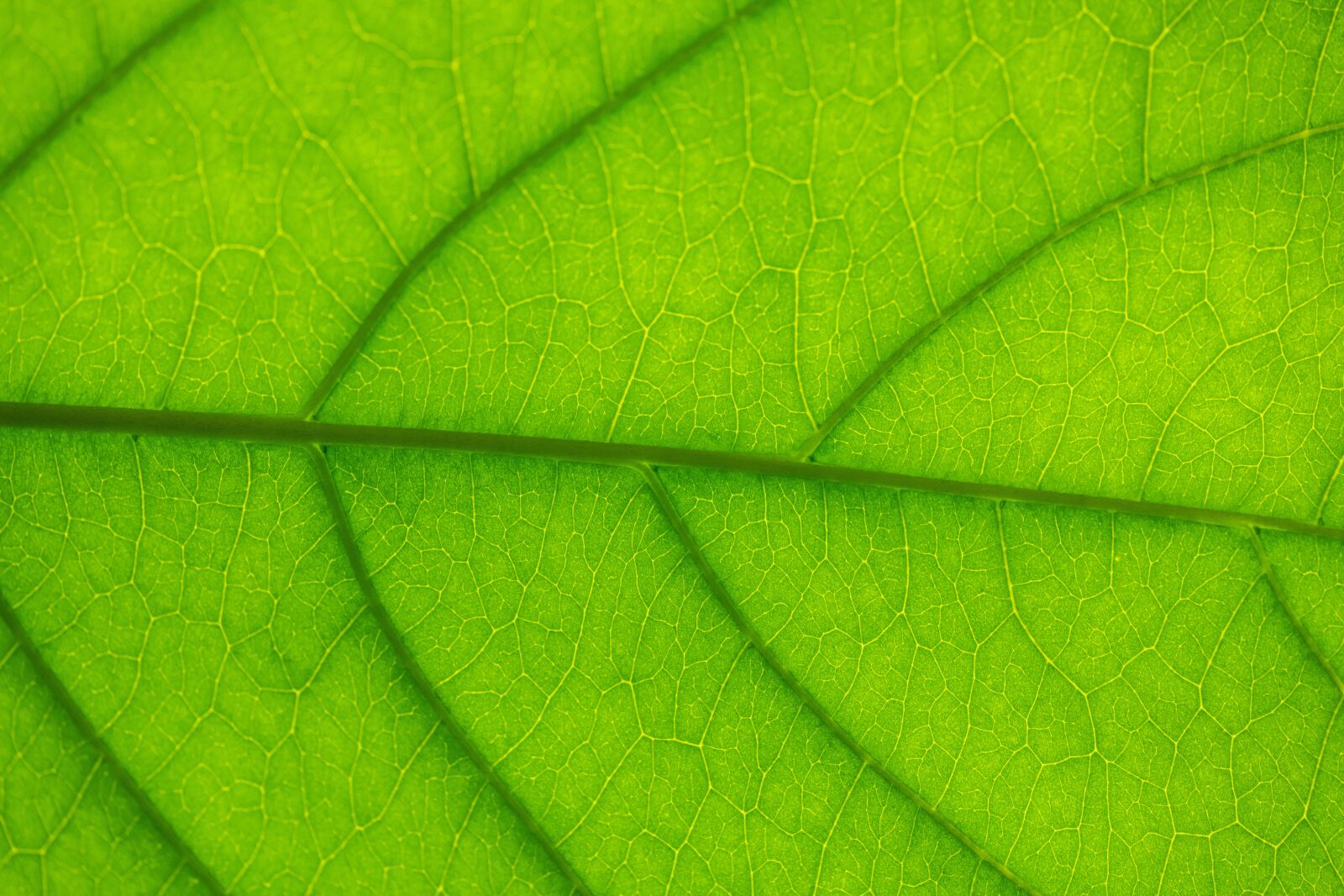 Nikon D850 sample photo. Sheet, green, texture photography