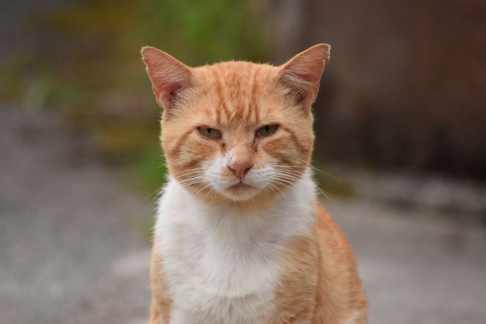 Nikon D3300 sample photo. Yellow cat, eyes, european photography