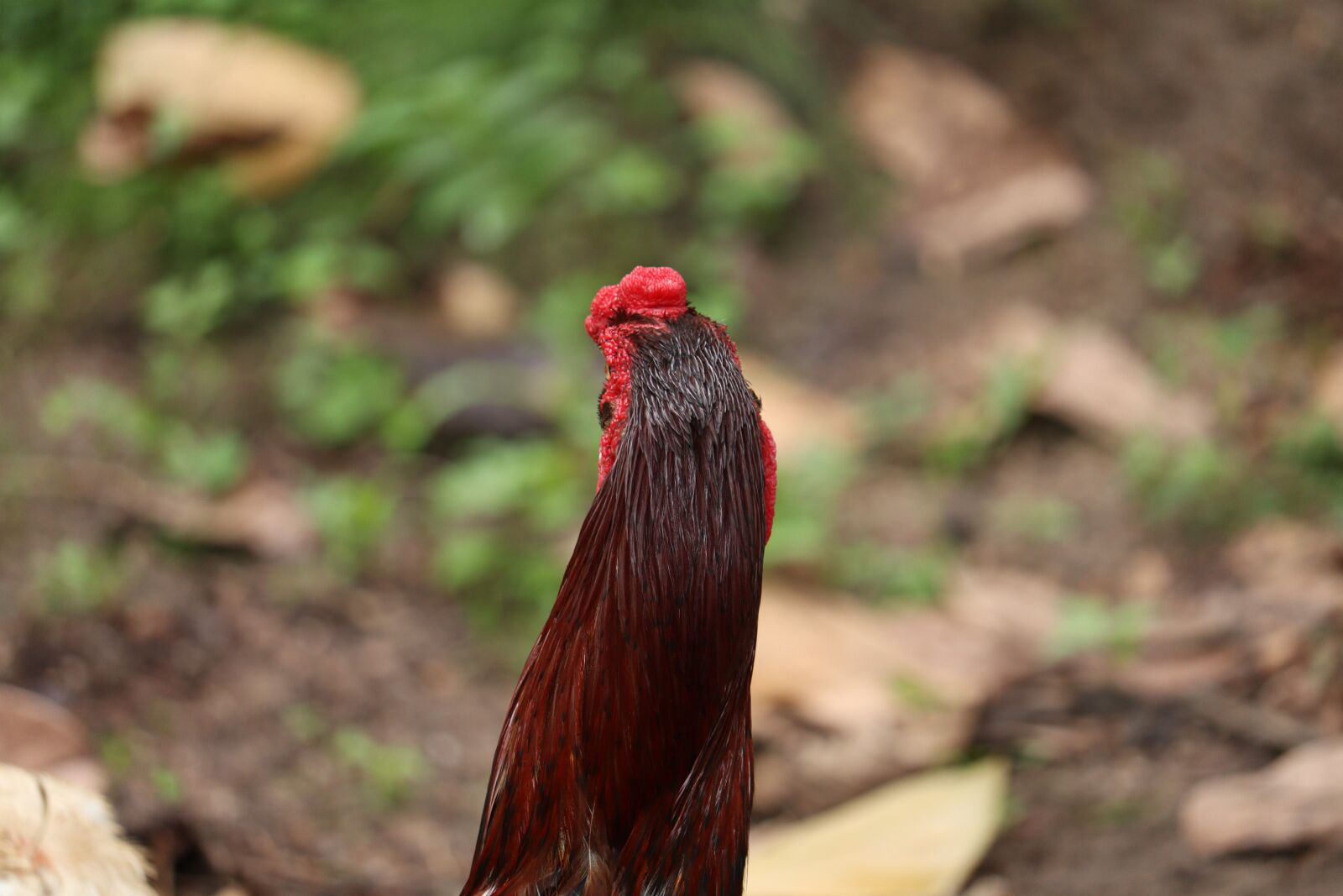 Canon EOS 250D (EOS Rebel SL3 / EOS Kiss X10 / EOS 200D II) sample photo. Hen, kerala, chicken photography