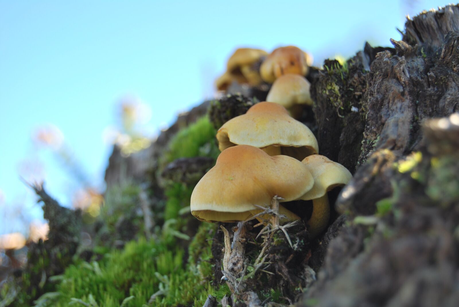 Nikon D60 sample photo. Mushrooms, tree, mushroom photography