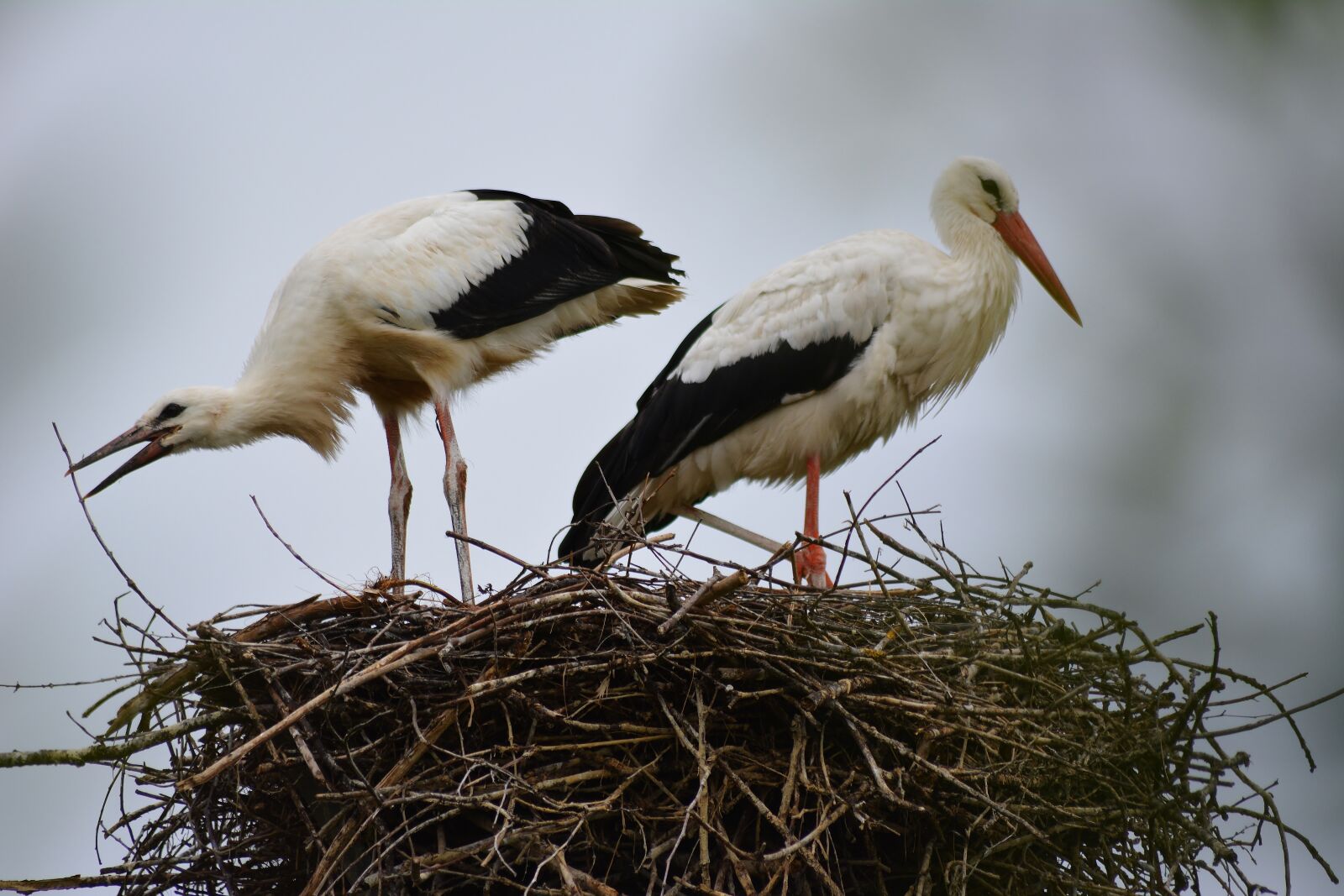 Nikon D5200 sample photo. White stork, nest building photography
