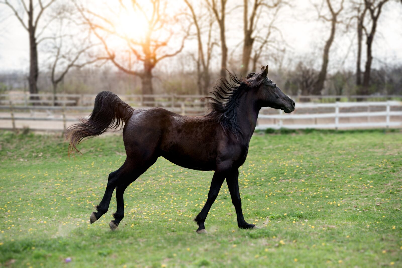 Nikon D750 sample photo. Horse, galloping, nature photography