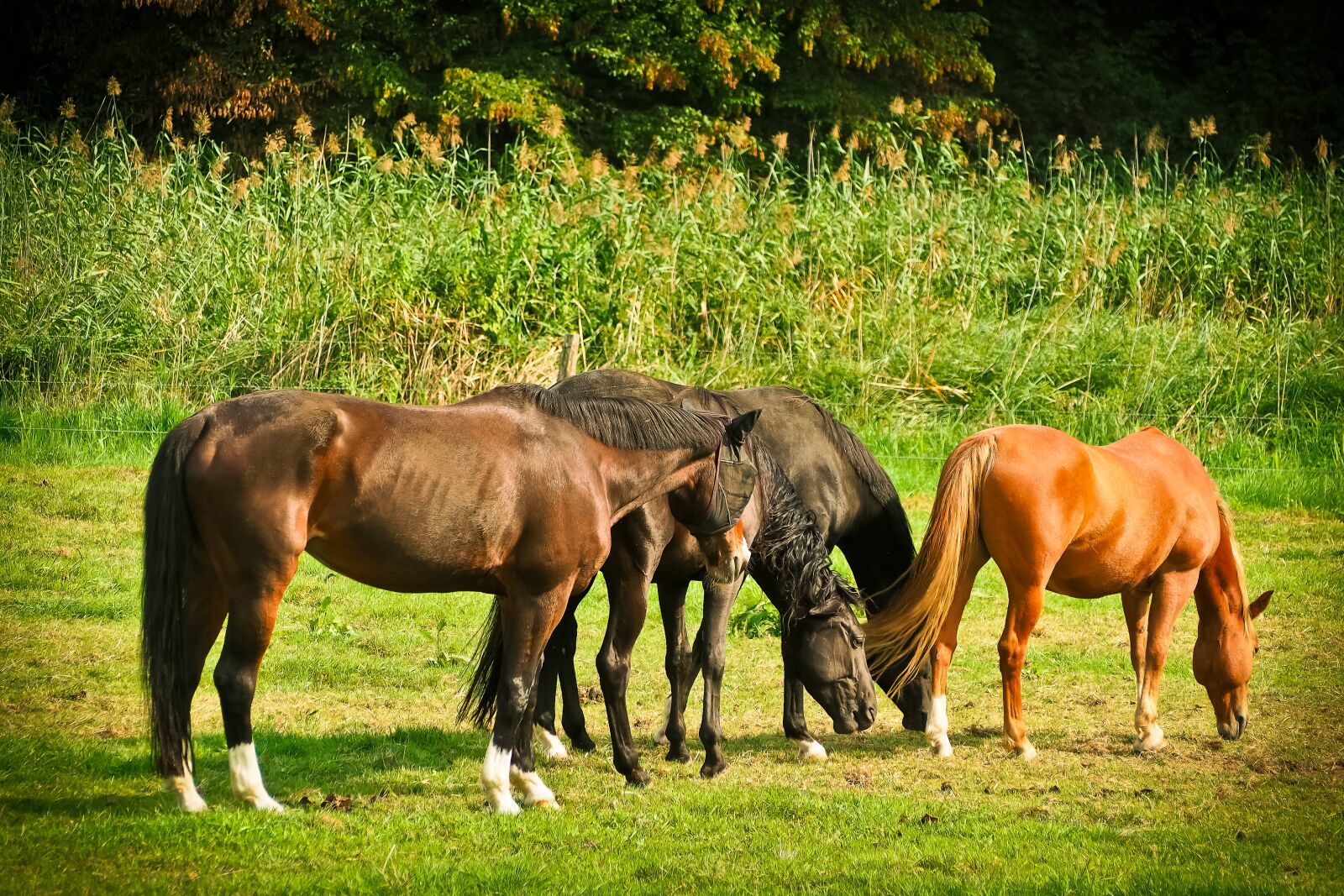 Olympus OM-D E-M10 sample photo. Horses, animal, nature photography