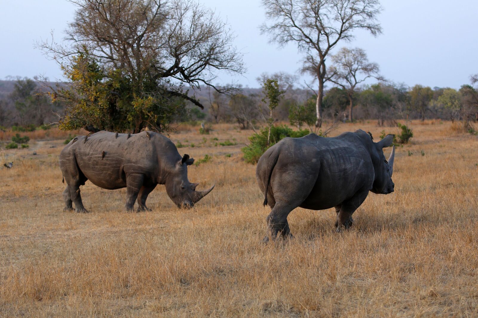 Canon EF 100-400mm F4.5-5.6L IS USM sample photo. Rhinos, birds, rhinoceros photography
