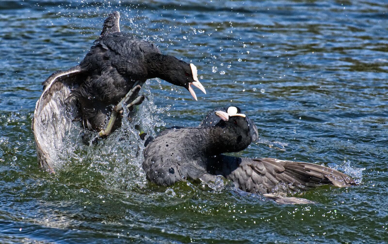 Nikon D7200 sample photo. Coots, argue, fight photography