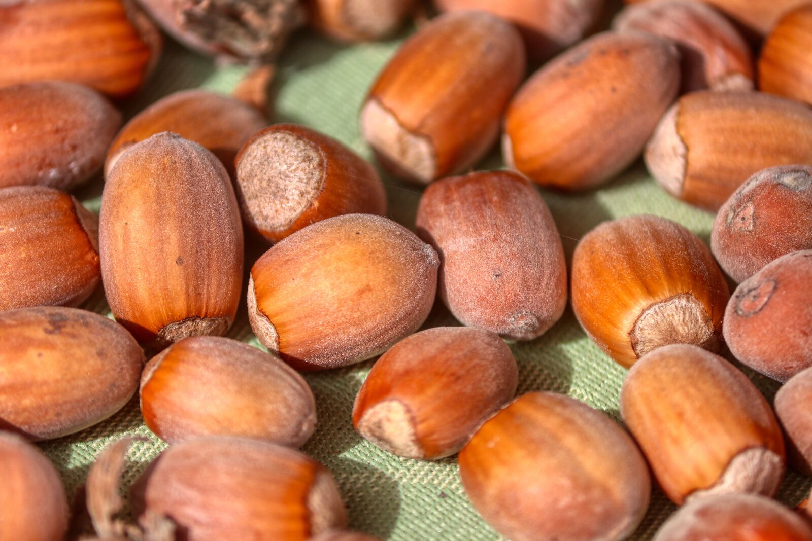 Canon EOS 80D sample photo. Hazelnuts, autumn, nuts photography