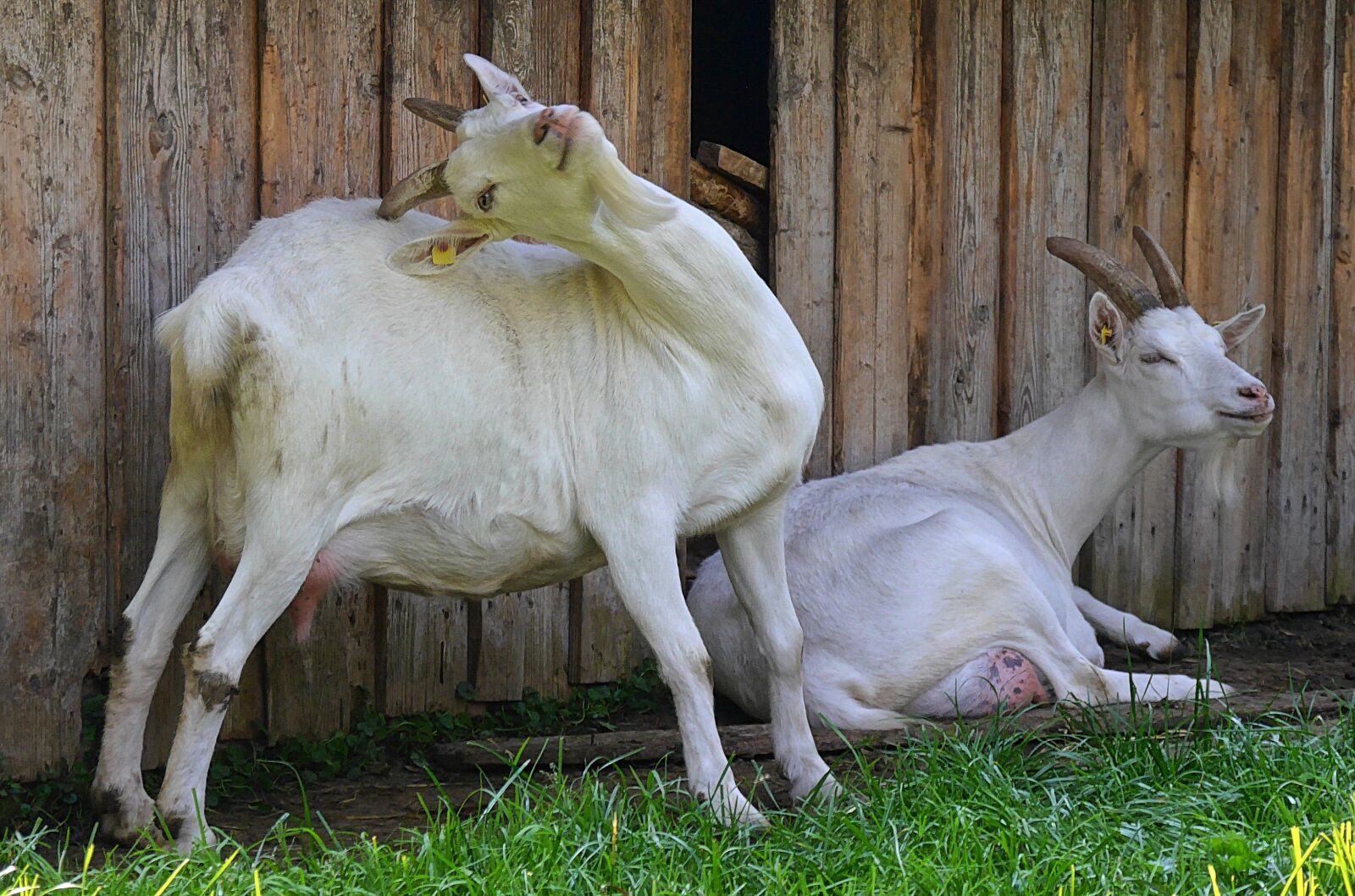 Panasonic Lumix DMC-G6 sample photo. Goats, farm, goasn photography