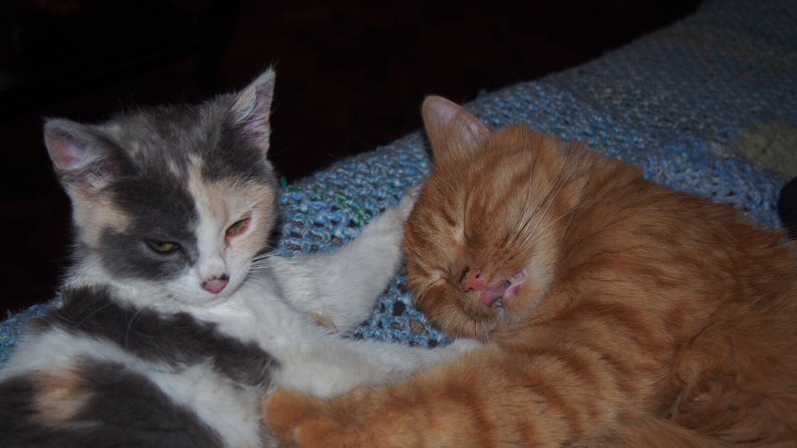 Olympus PEN E-PL6 sample photo. Cat, nice, animalia photography