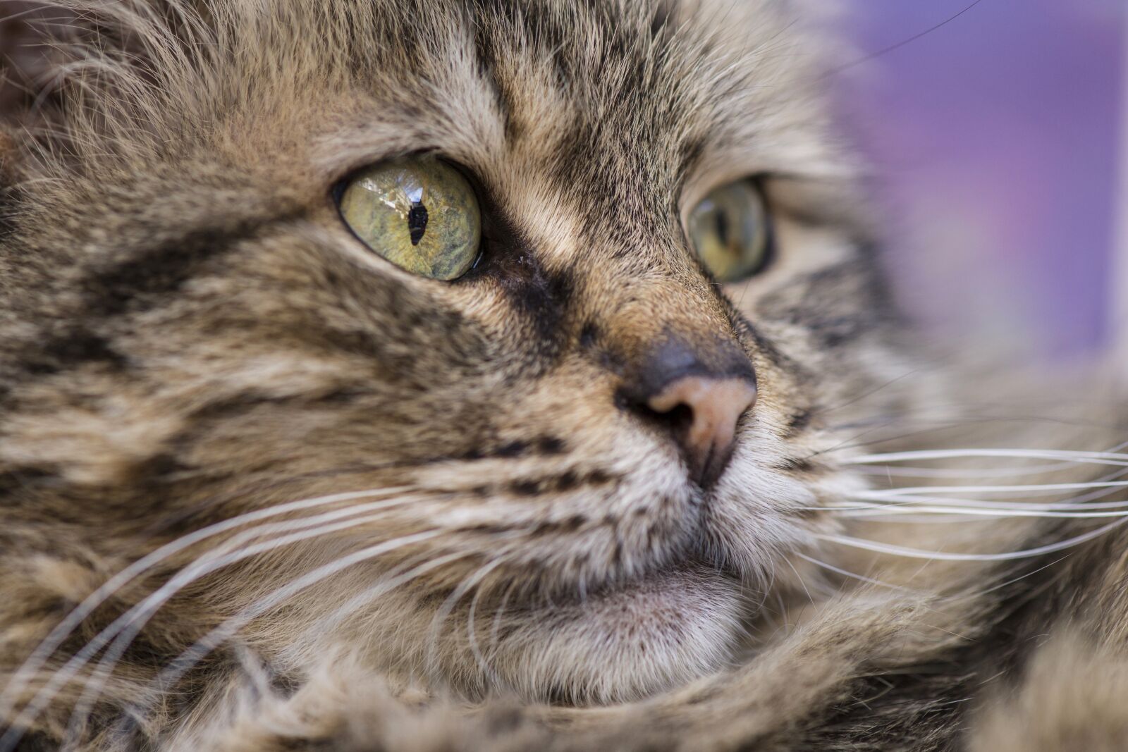 Sony Alpha DSLR-A850 + Tamron SP AF 90mm F2.8 Di Macro sample photo. Cat, animal, tabby photography