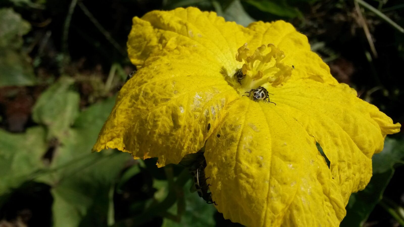 Samsung Galaxy S4 Mini sample photo. Yellow flower, flower, nature photography