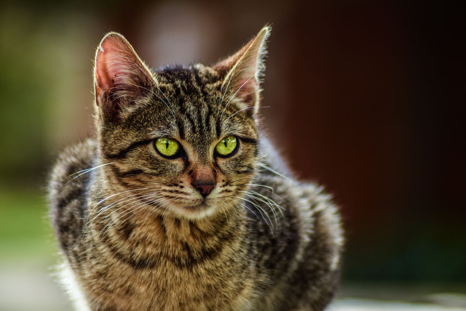 Nikon D5300 sample photo. Animal, cute, cat photography