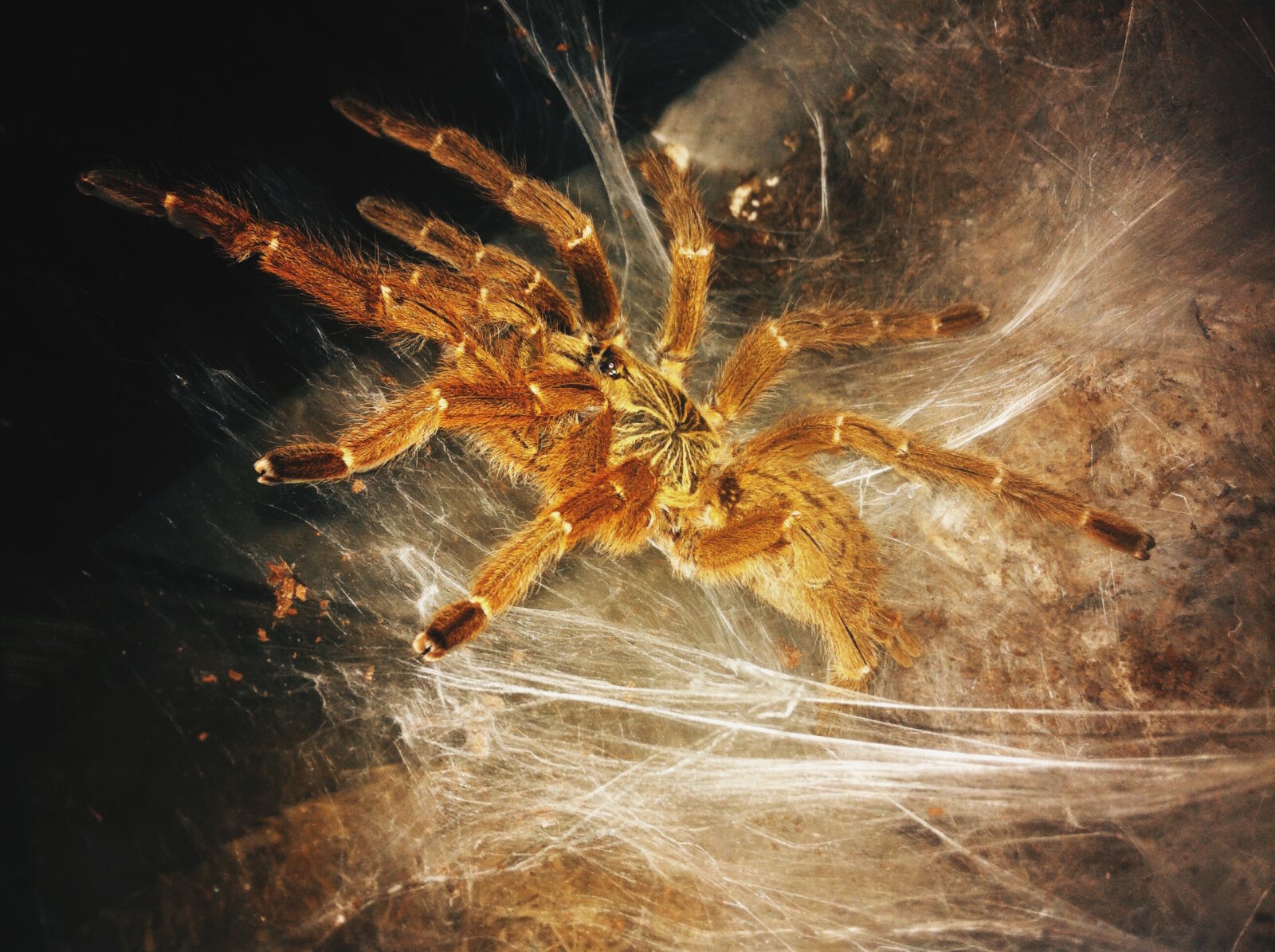 iPhone 4 back camera 3.85mm f/2.8 sample photo. Animal, birdspider, cobweb, first photography