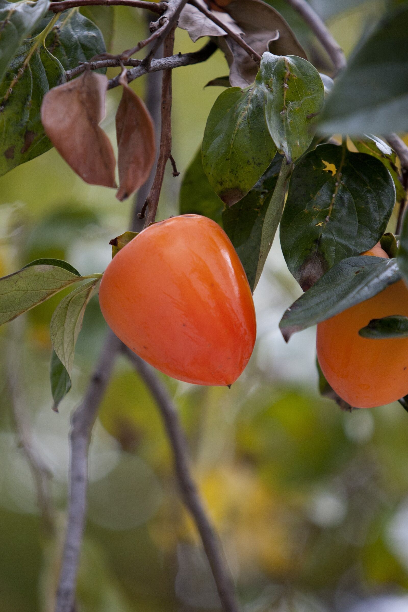 Canon EOS 5D sample photo. Persimmon, fruit, harvest photography