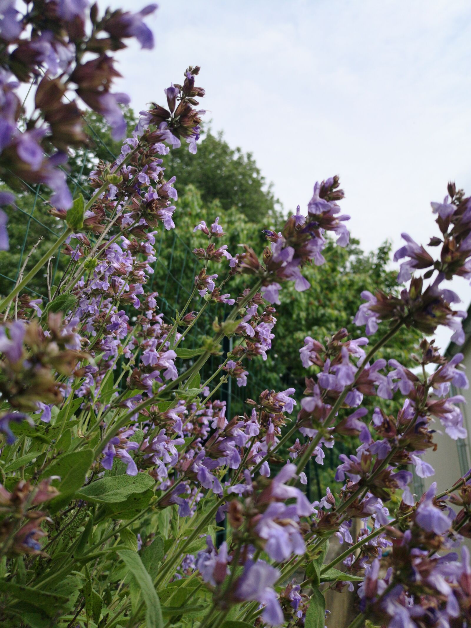 HUAWEI CLT-L29 sample photo. Sage, flower, purple photography