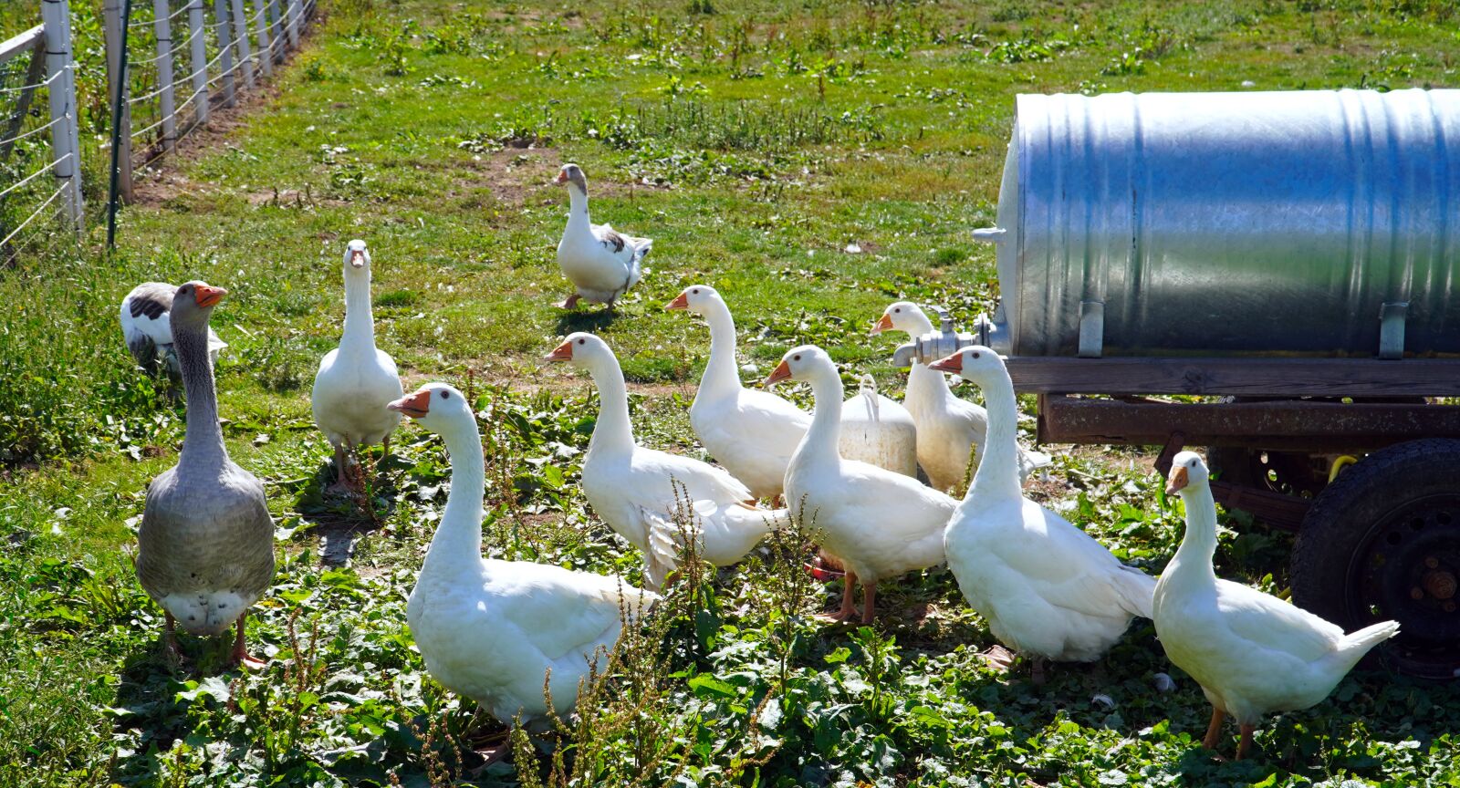 Sony E PZ 18-105mm F4 G OSS sample photo. Geese, animals, waterfowls photography