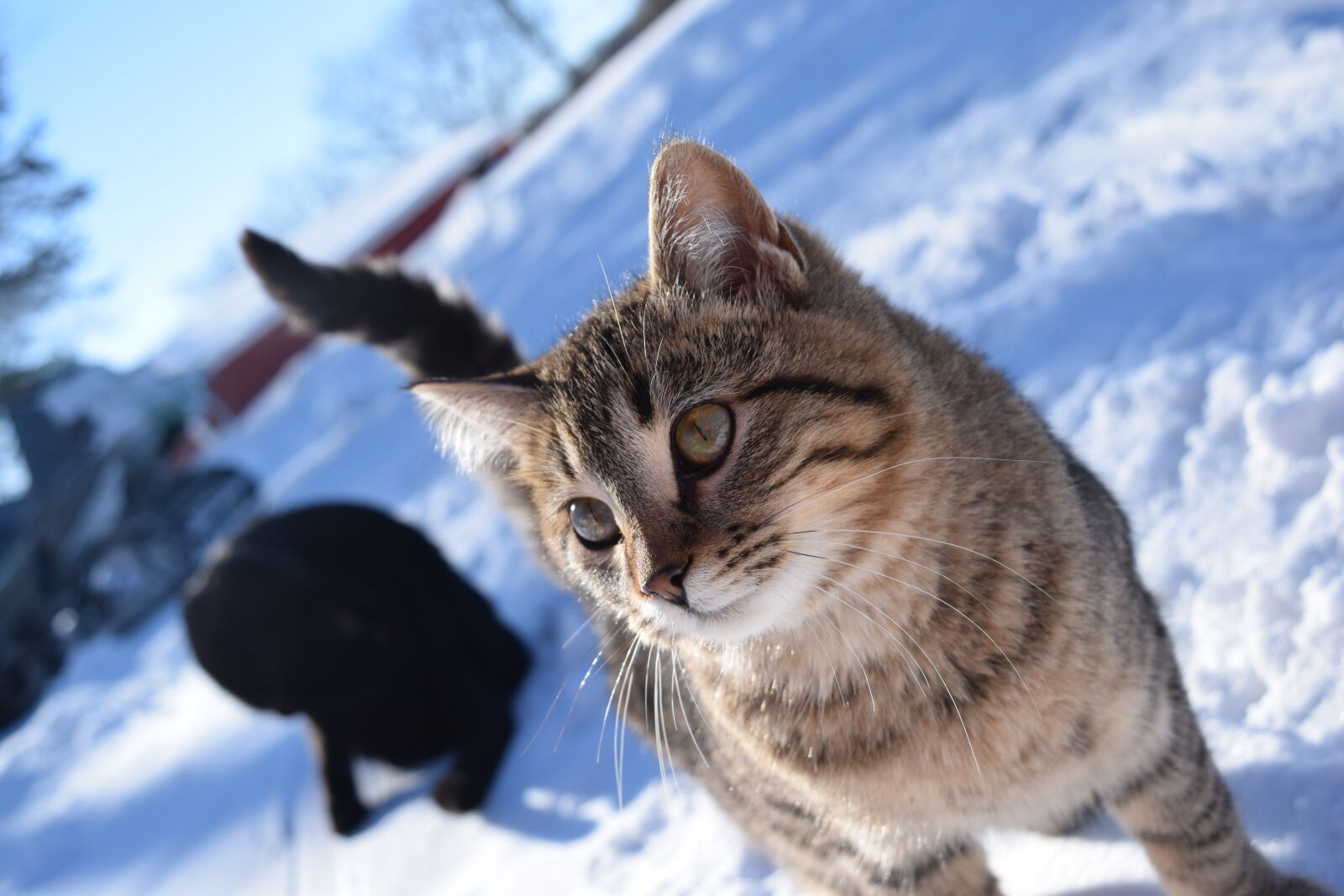 Nikon D3300 sample photo. Snow, winter, nature photography