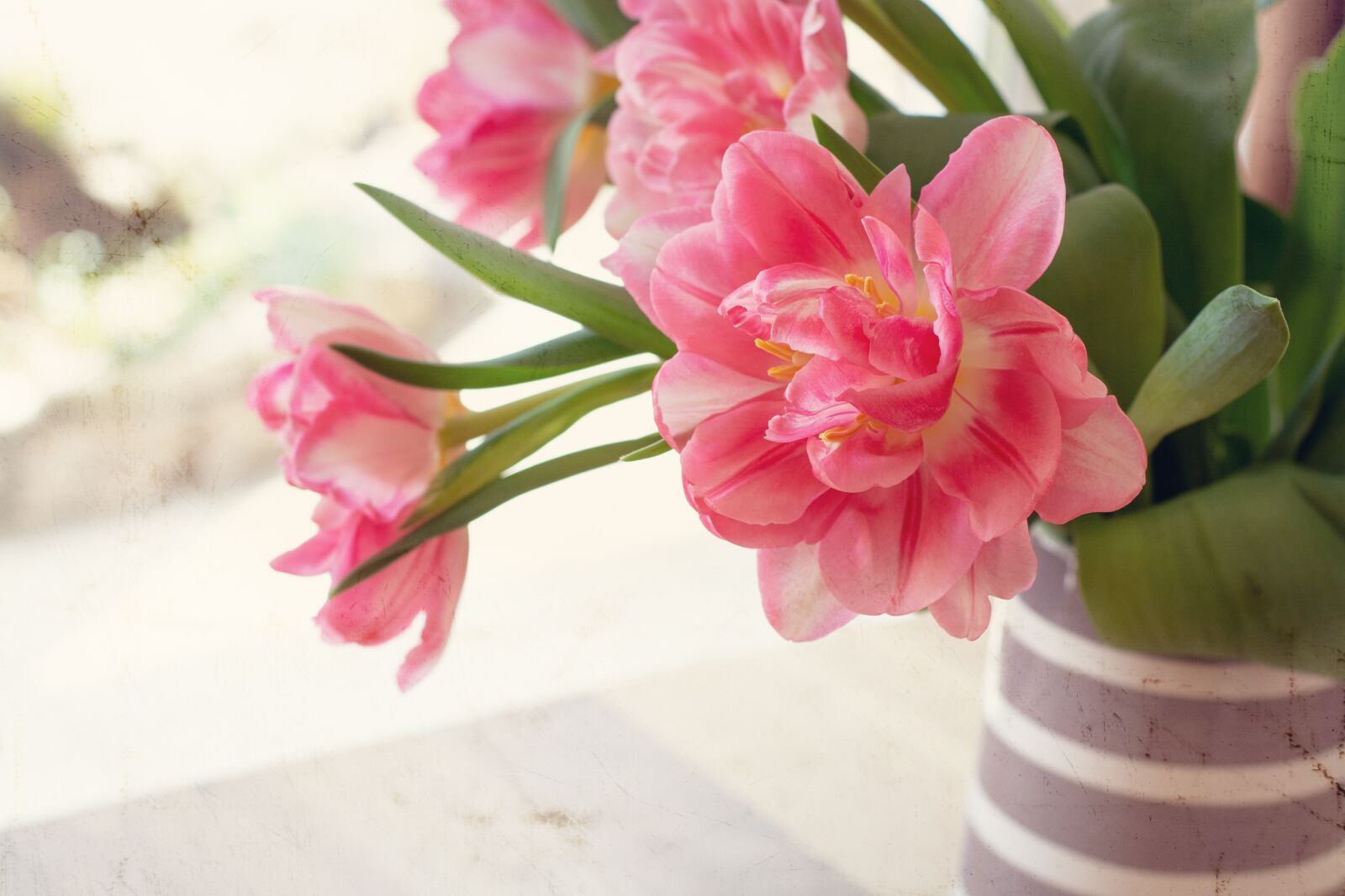 Nikon D7100 sample photo. Flowers, tulips, spring flowers photography