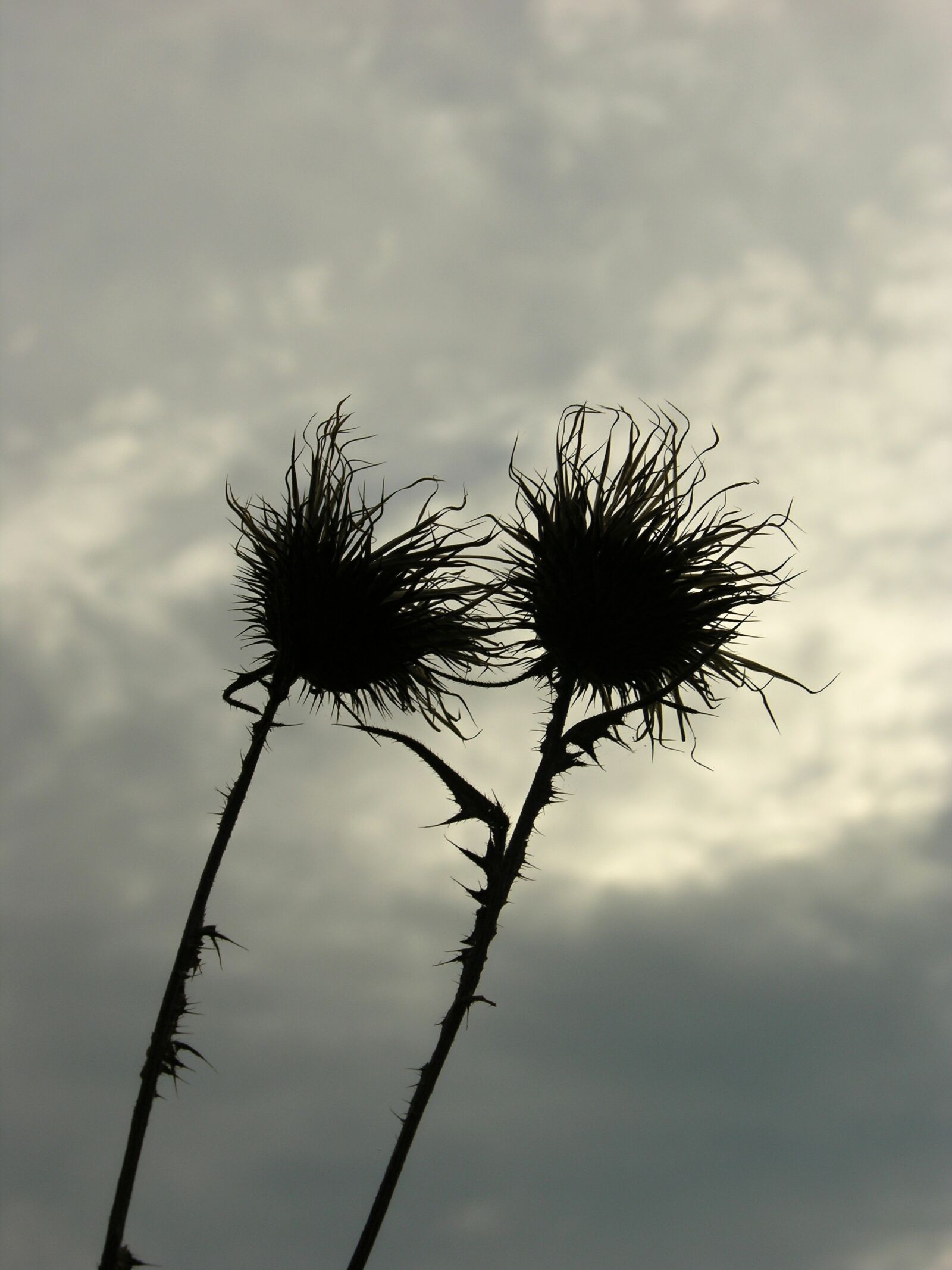 Nikon E8700 sample photo. Thistle, flower, prickly photography