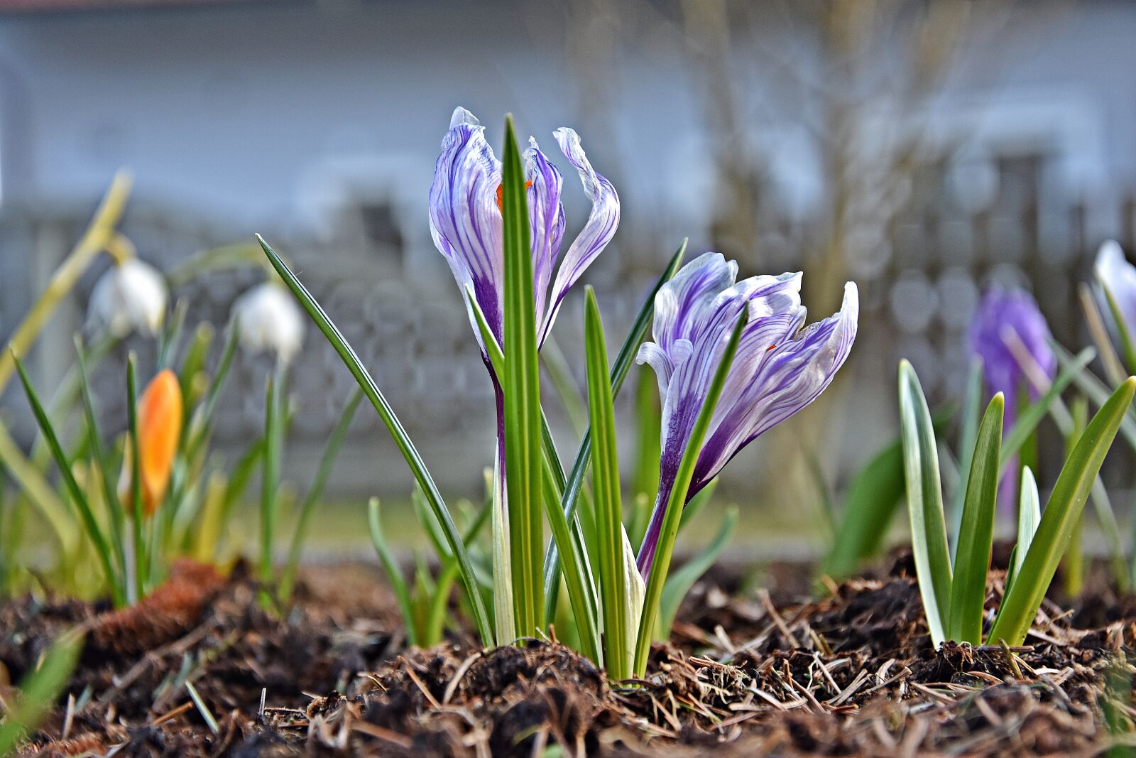 Nikon D3400 sample photo. Nature, flower, plant photography