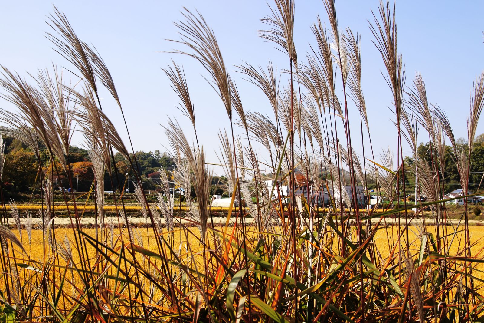 Canon EOS 70D sample photo. Korea farm, ch, rice photography