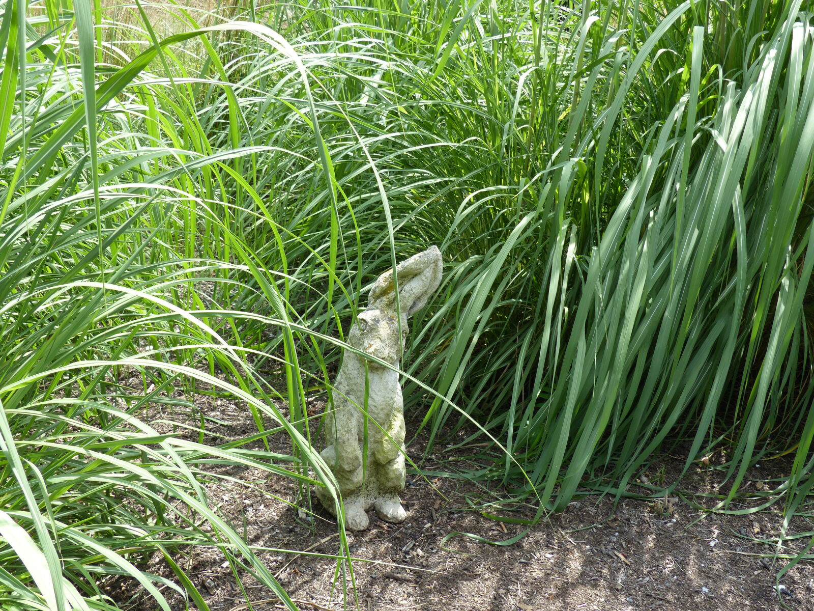 Panasonic Lumix DMC-FZ200 sample photo. Bunny, grass, nature, rabbit photography